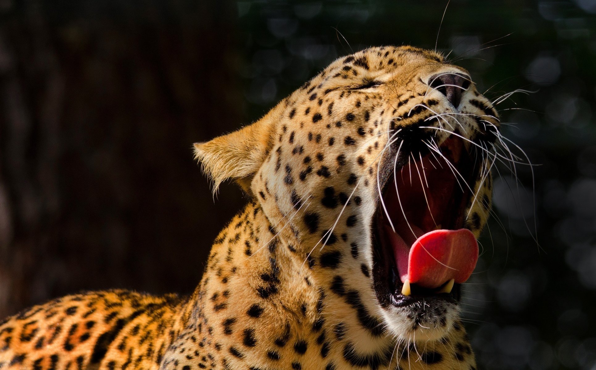 leopardo gato montés hocico bostezos fauces colmillos lengua