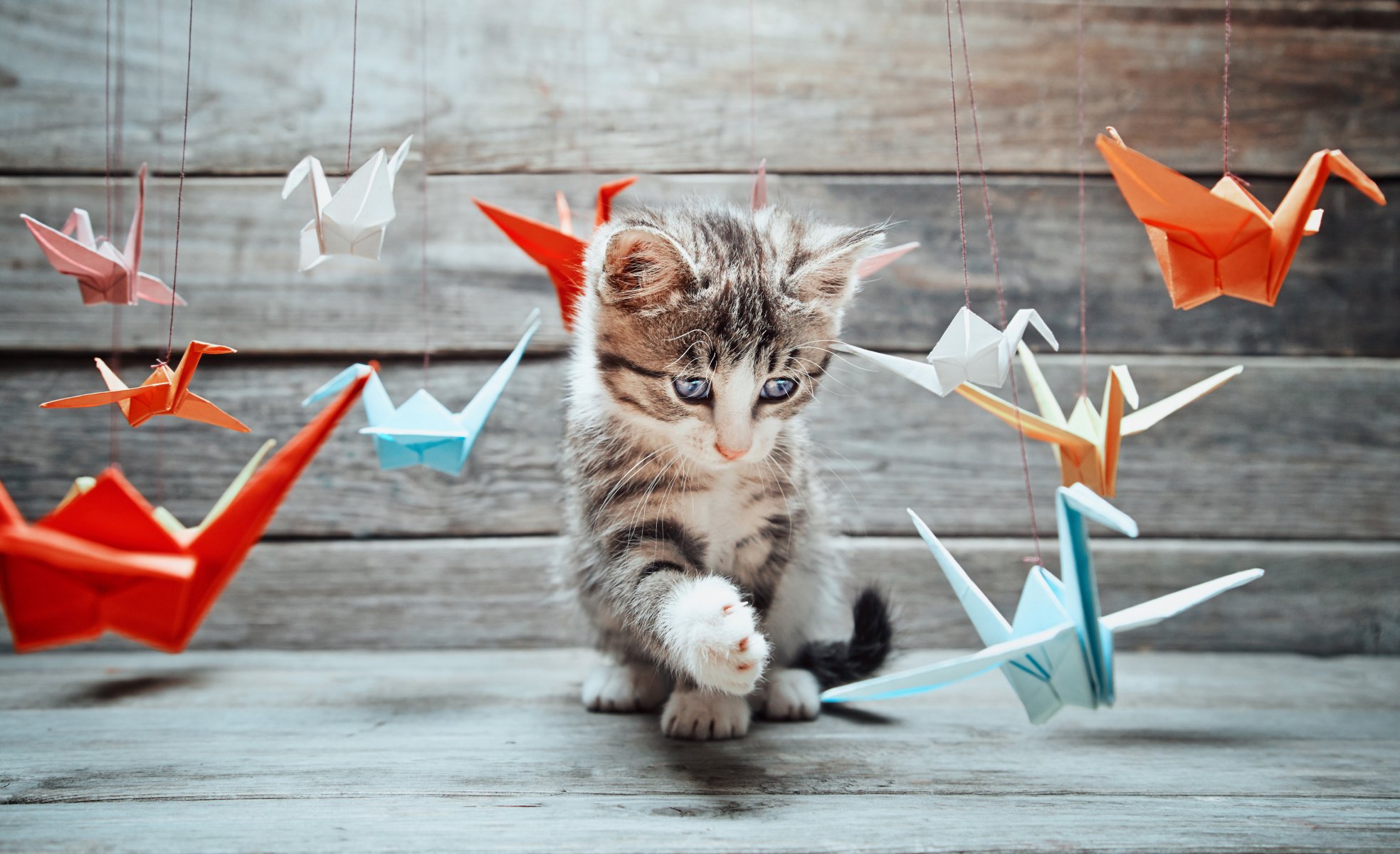 cat kotyara mustache feet tail snout game study colorful paper origami crane zhuravliki miscellaneous blur bokeh wallpaper