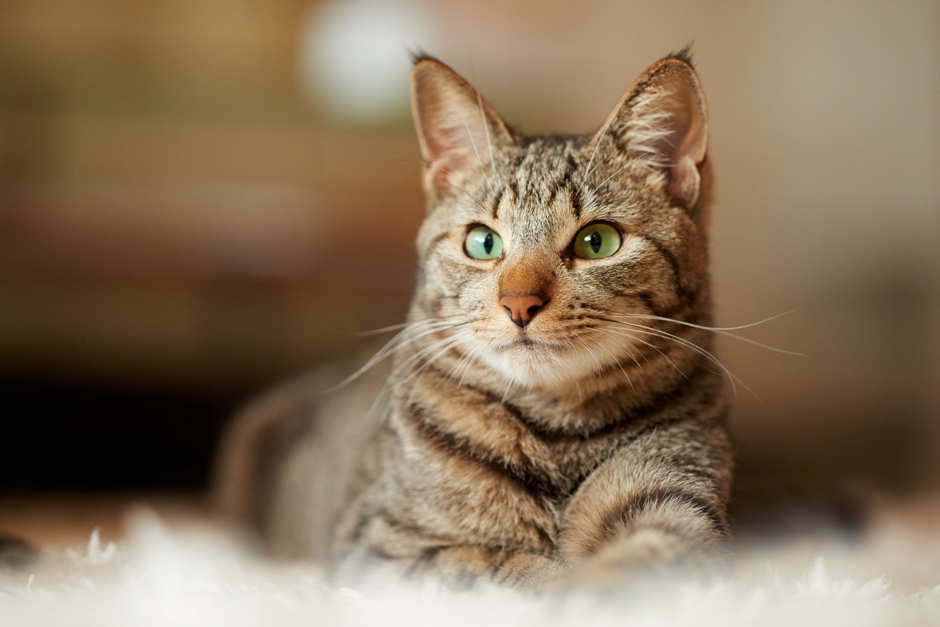 gatto grigio a strisce si trova vista tappeto