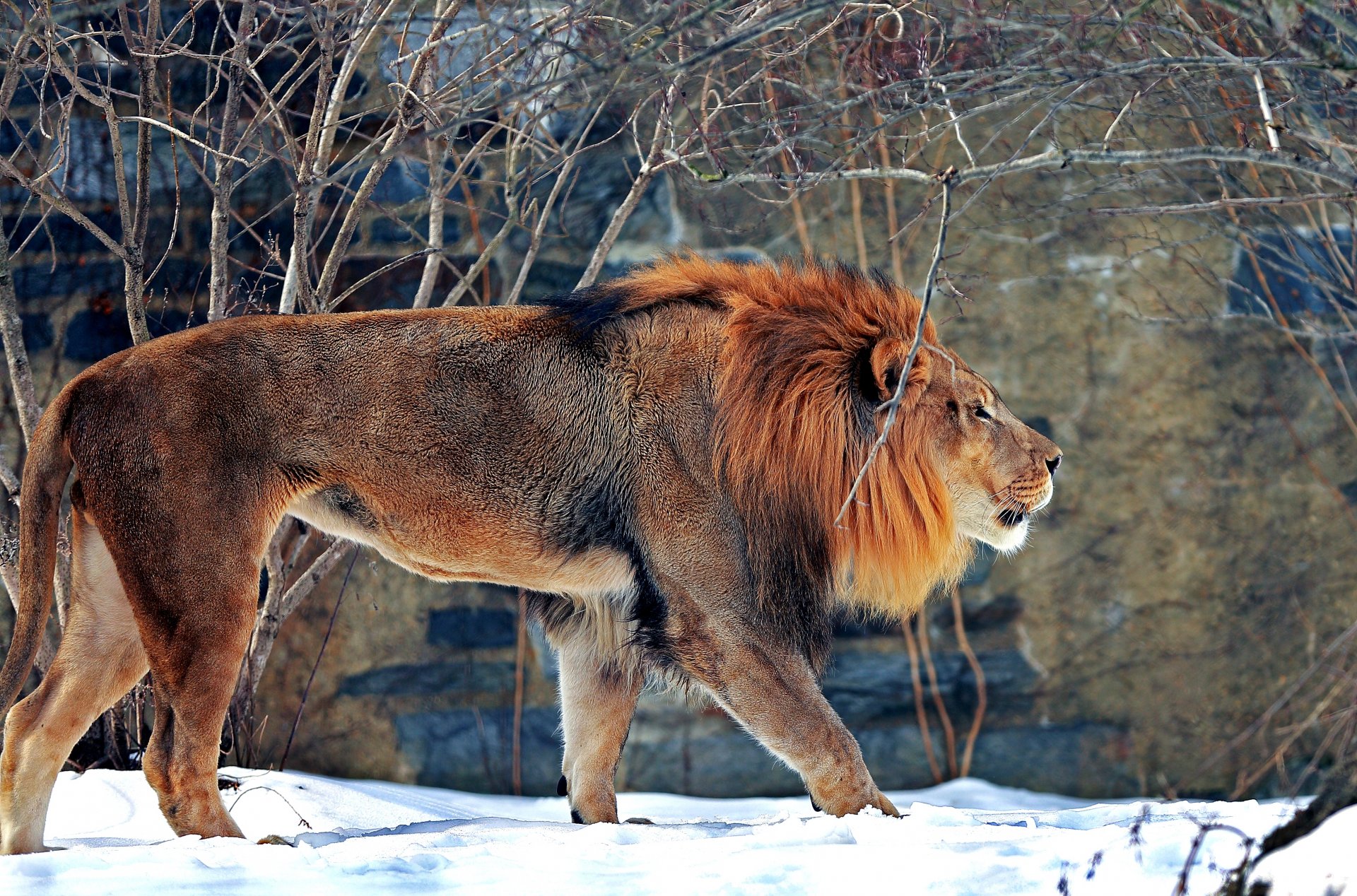 zoológico invierno nieve león depredador bestia mamífero gato grande