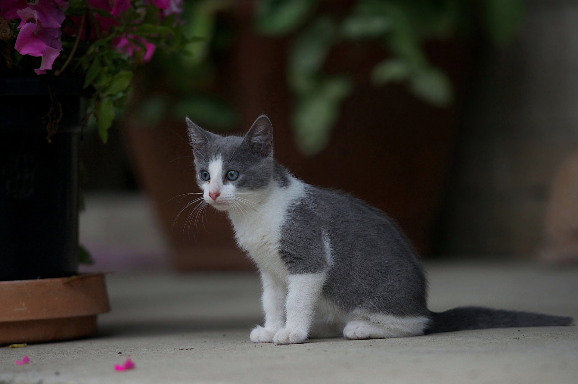 casa fiori gatto gattino grigio-bianco