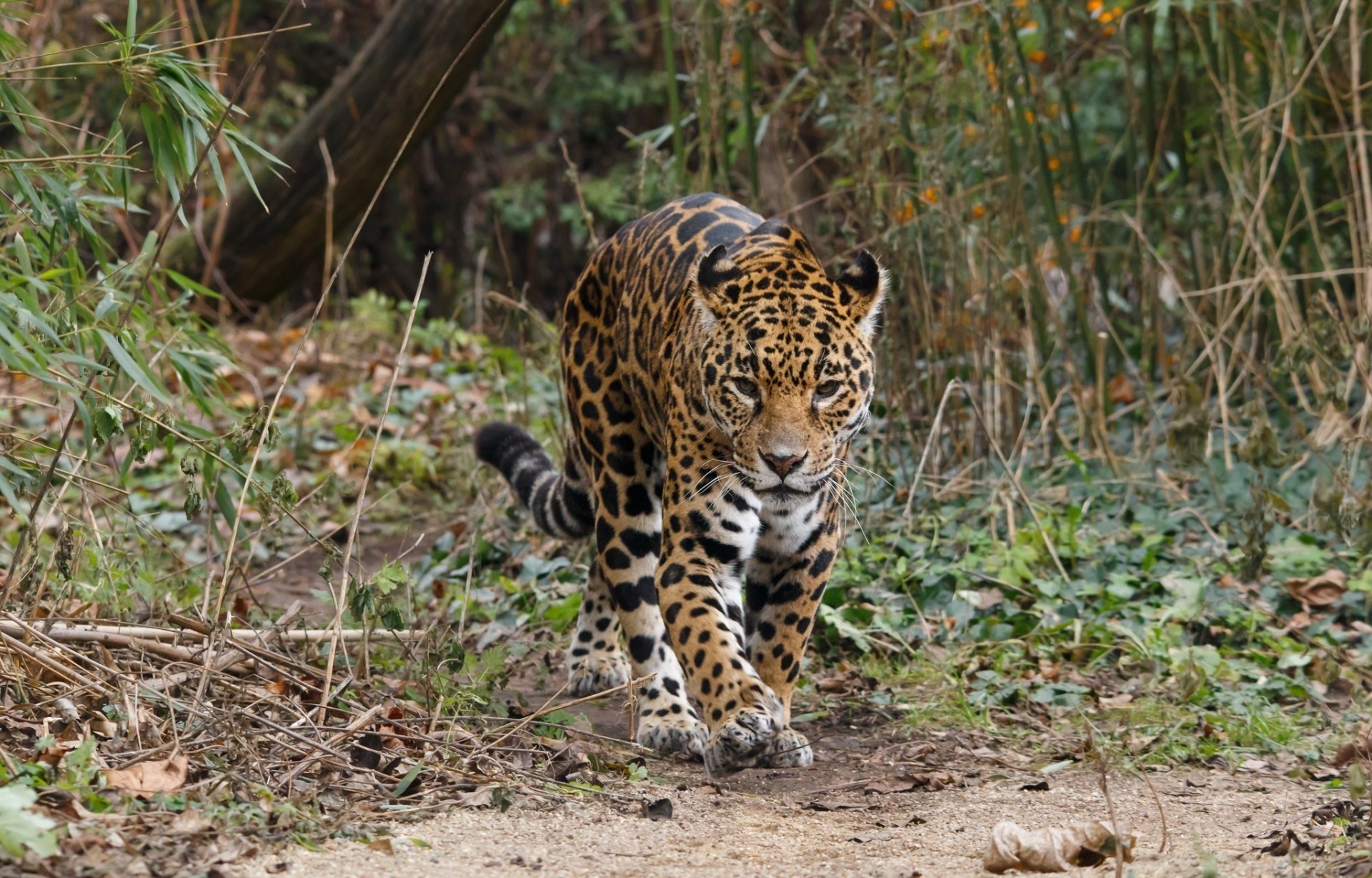 jaguar wildkatze raubtier