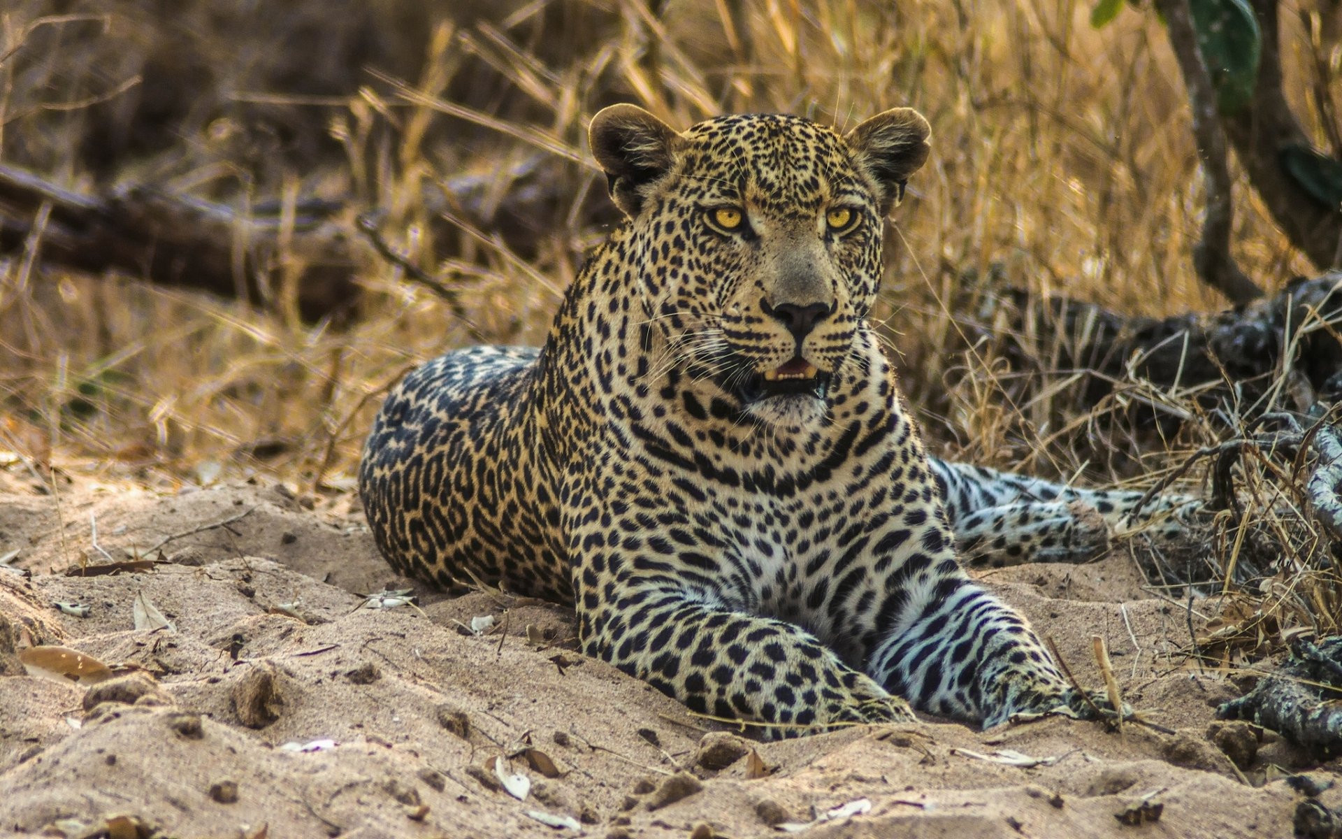 leopardo gato salvaje depredador arena