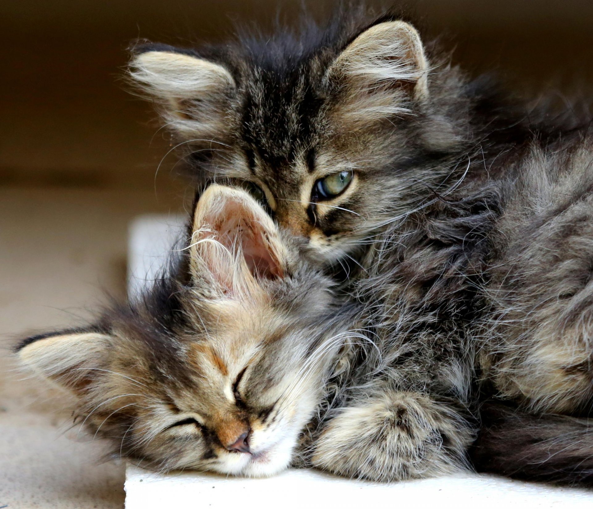 kätzchen kleinkinder waisen katzen kastrieren sie ihre katzen