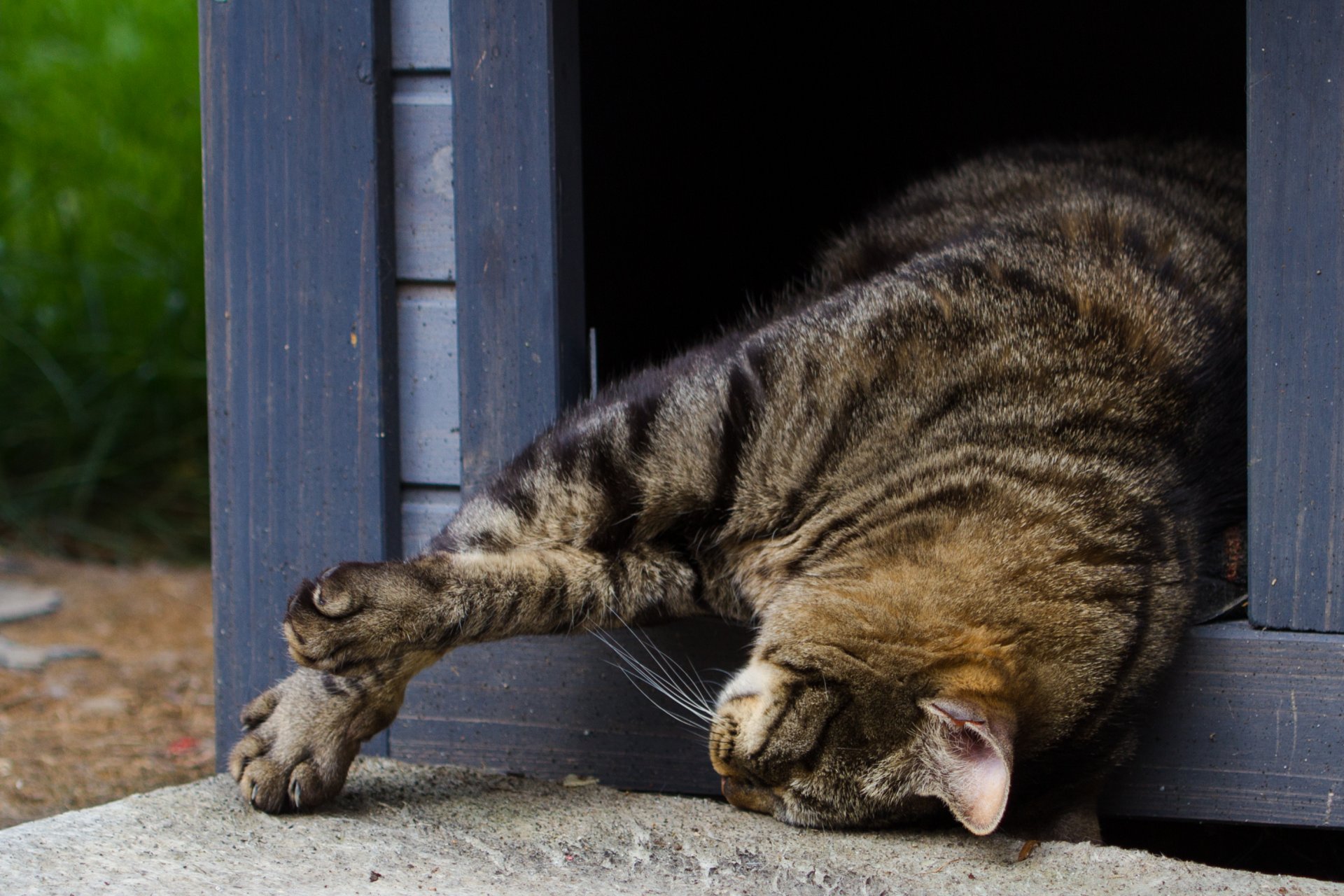 chat chat chaton se trouve sommeil repos