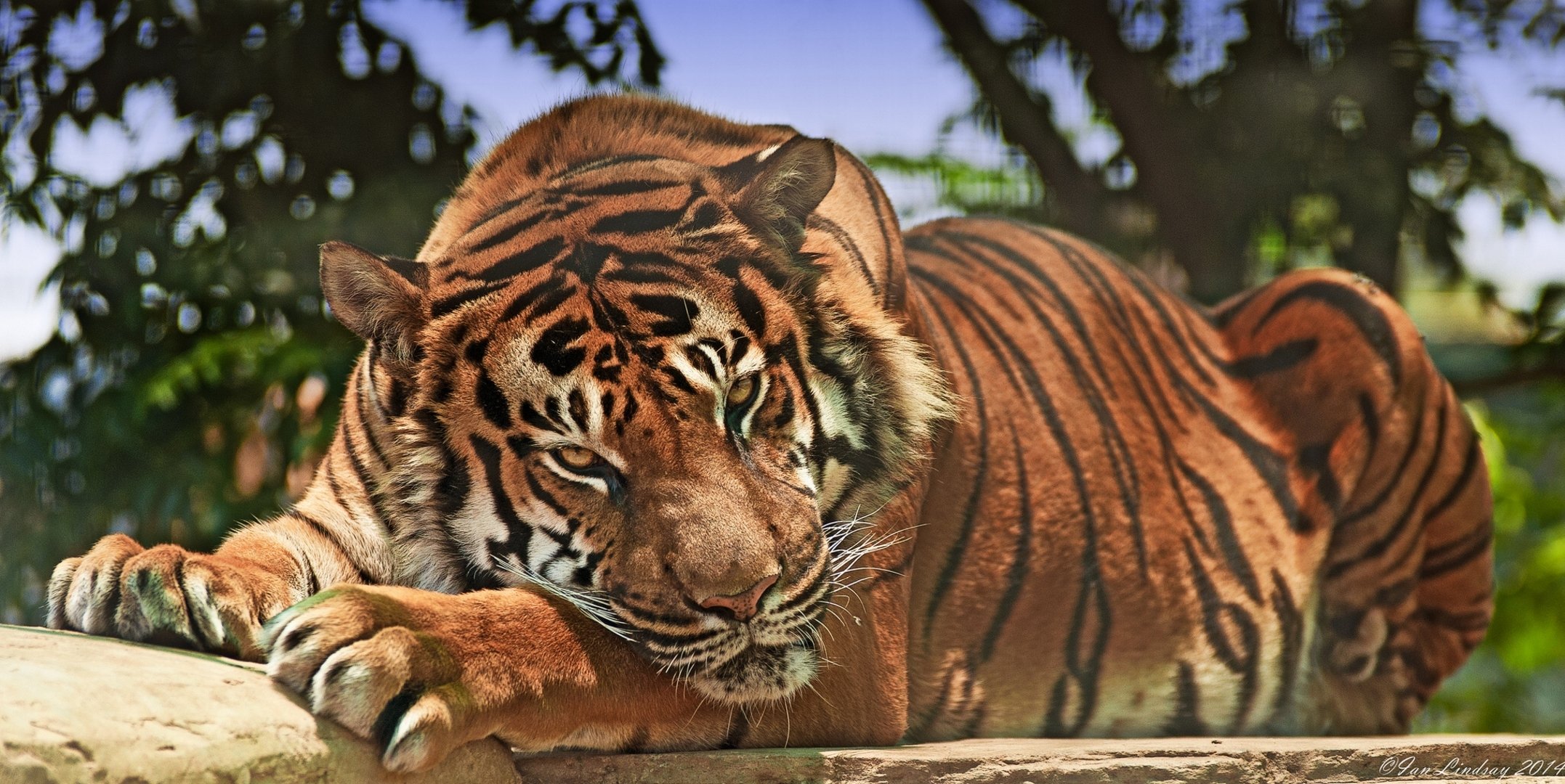 tiger wild cat predator view