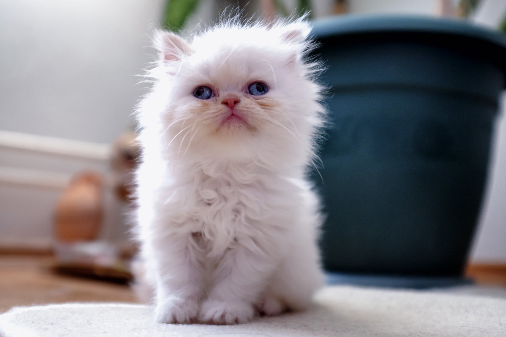 kitten white furry cross-eyed house pot flower