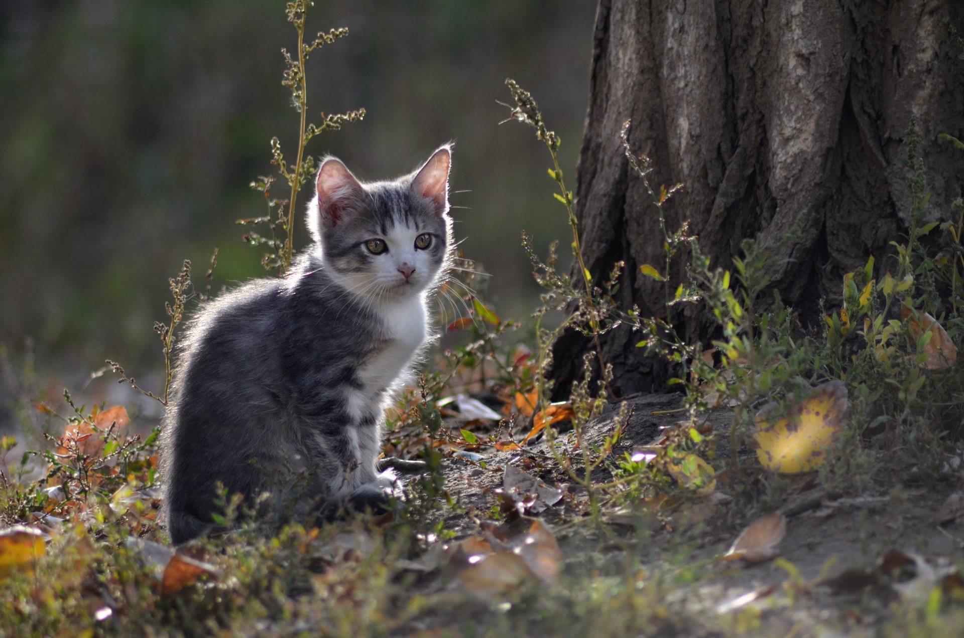 cat view nature