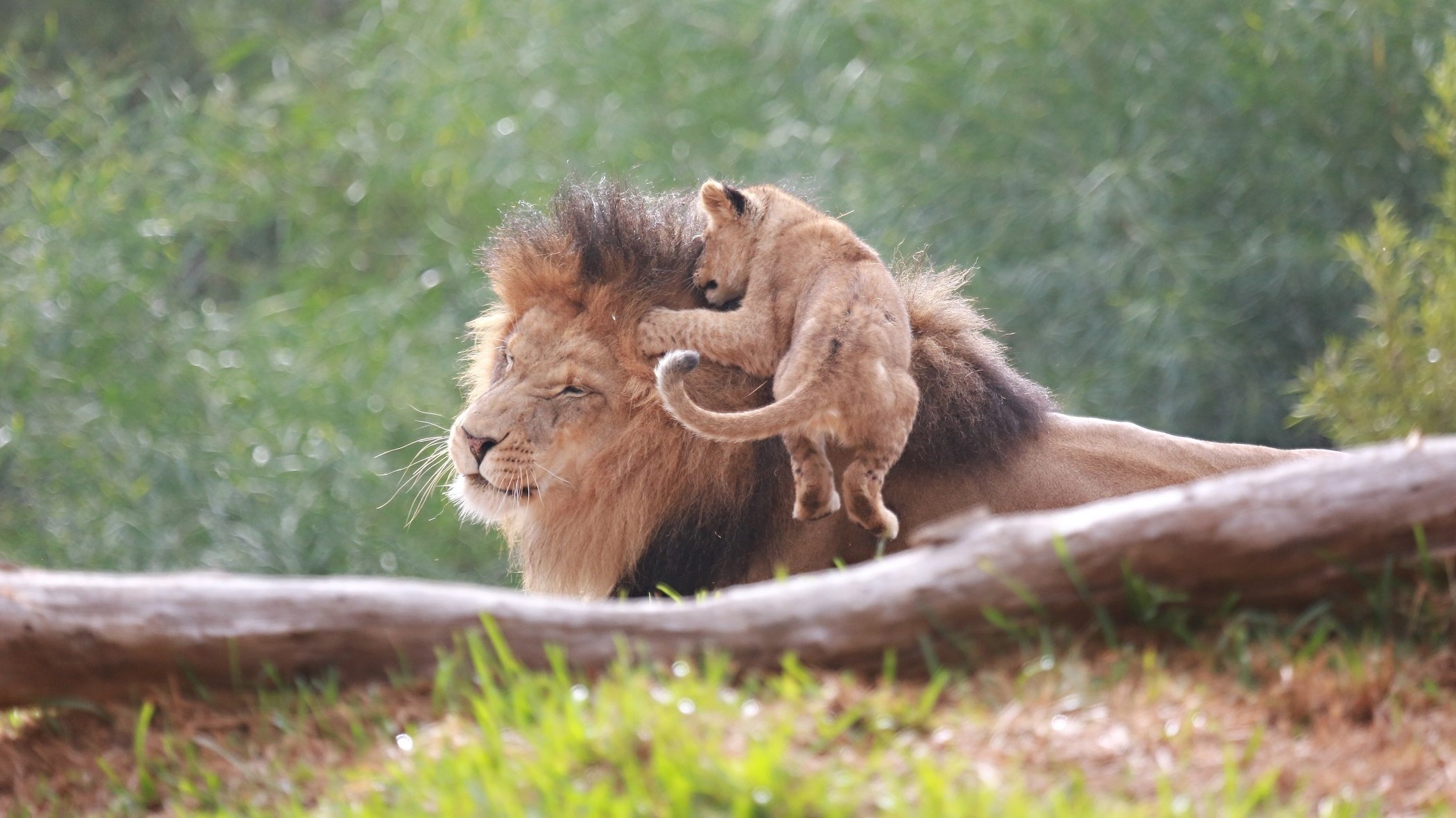 leones león cachorro de león padre cachorro gatos salvajes pareja familia juego salto hocico mueca