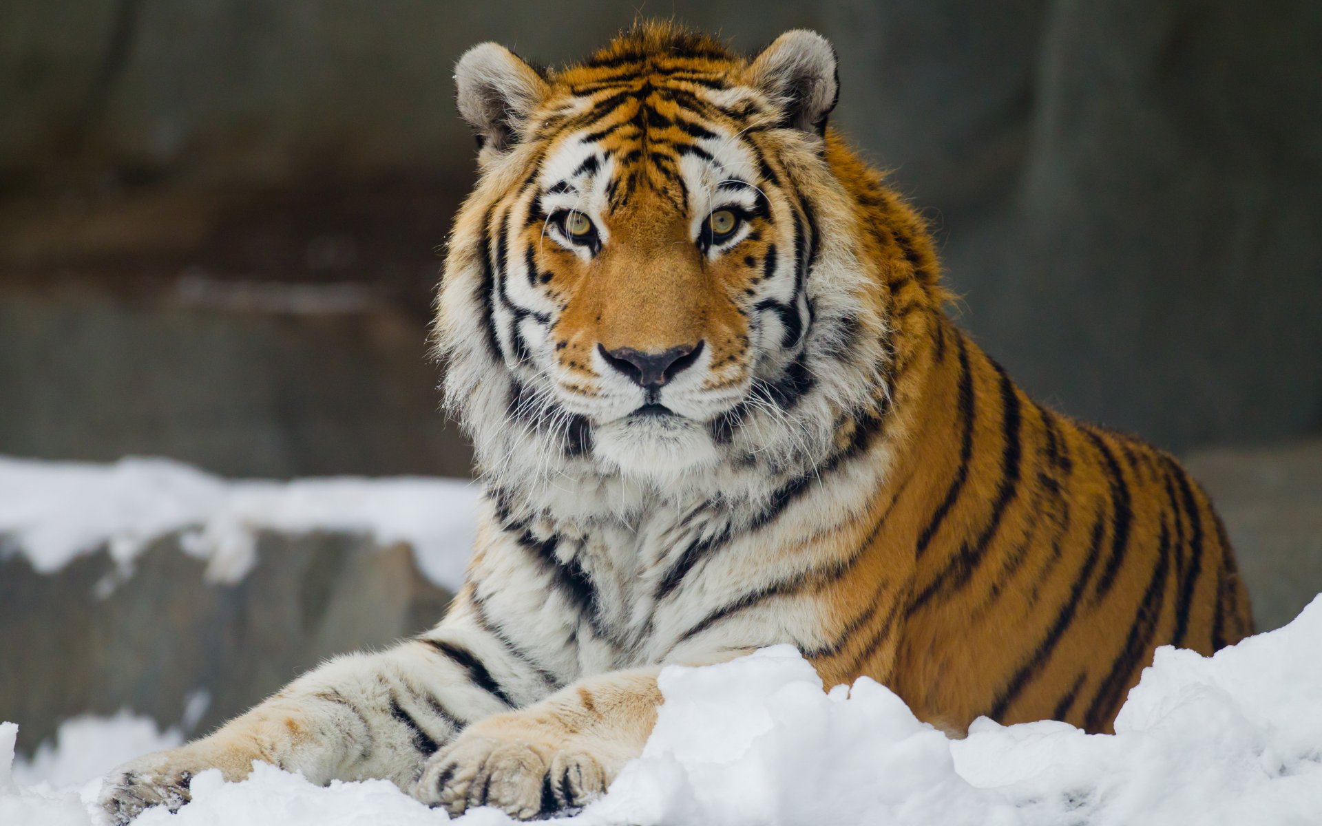 tigre dell amur vista tempo libero neve