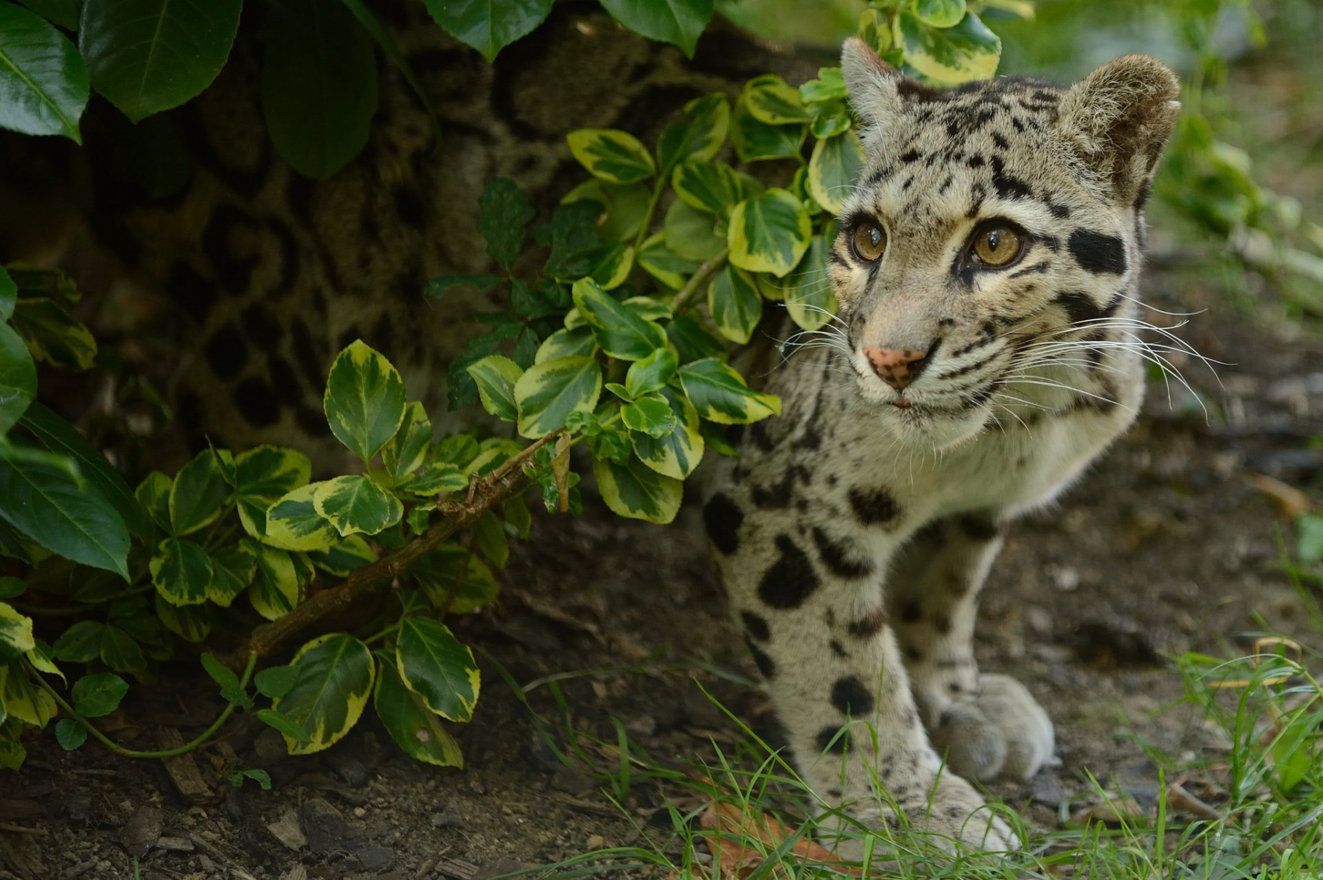 rauchiger leopard katze leopard zweig