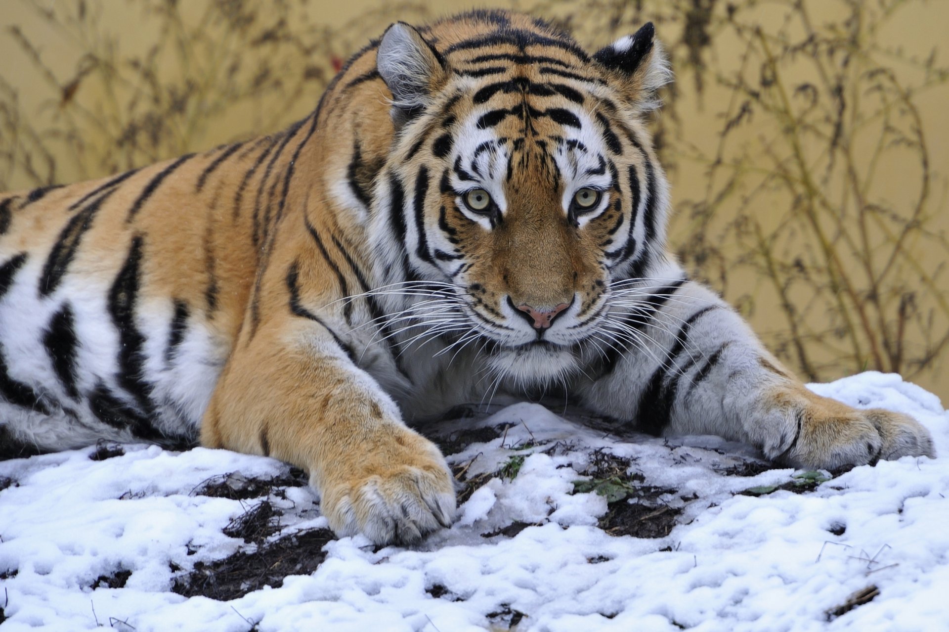 тигр снег взгляд