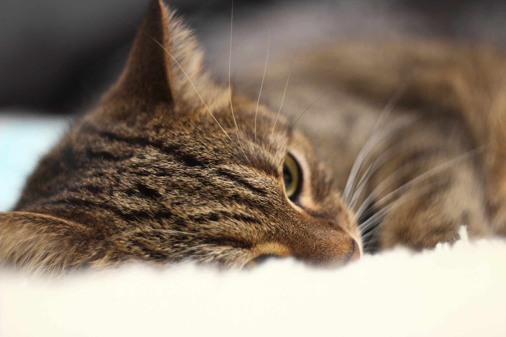 gato kote coño retrato