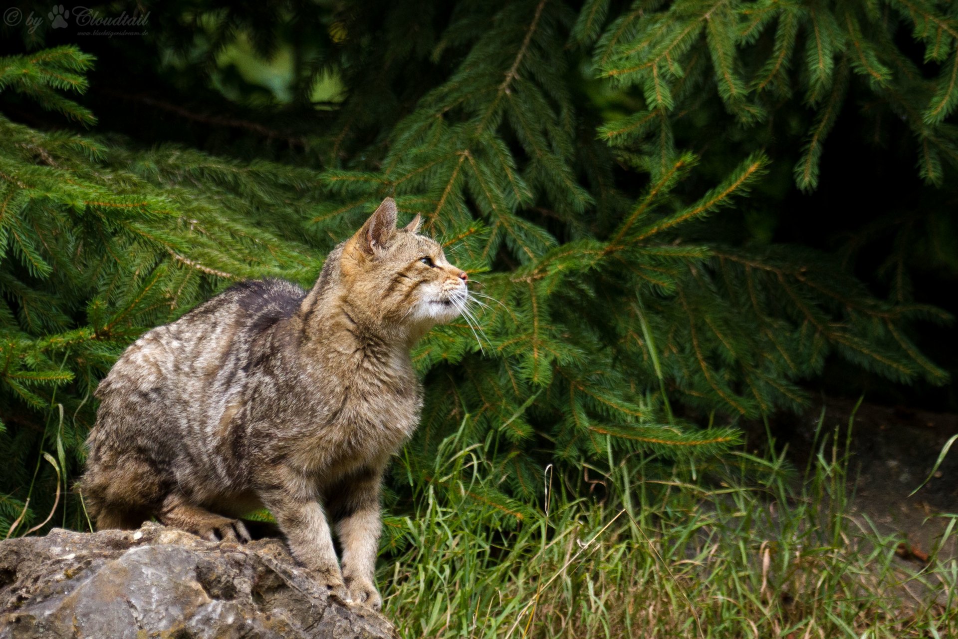 chat forestier sauvage chat épinette herbe pierre