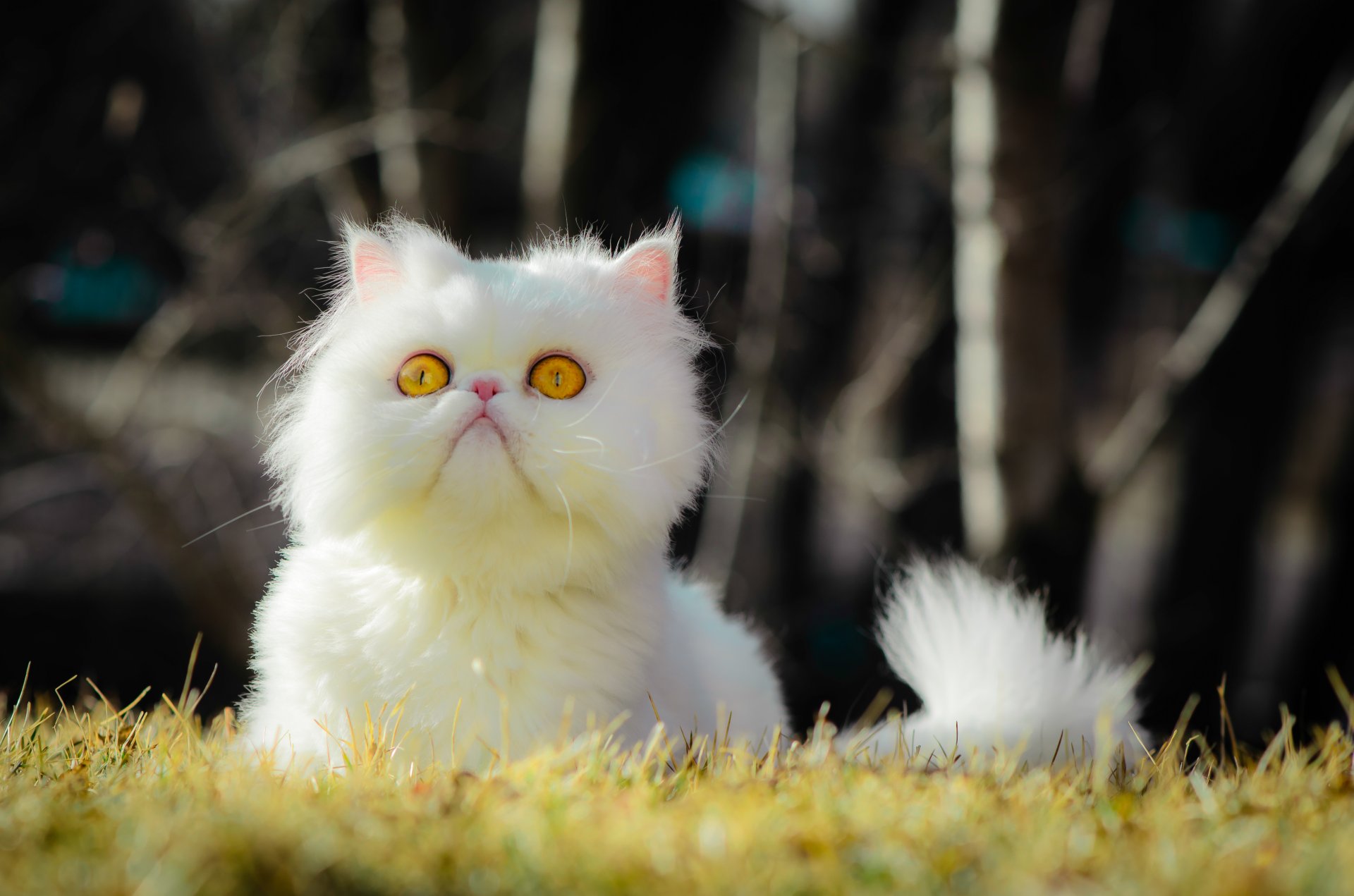 chat yeux yeux jaunes herbe bokeh