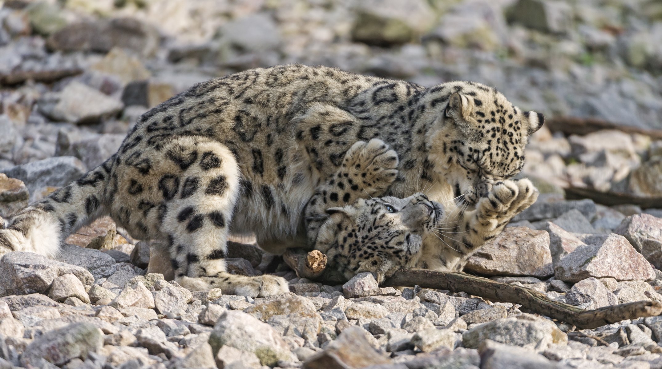 schneeleopard irbis katzen paar spiel steine