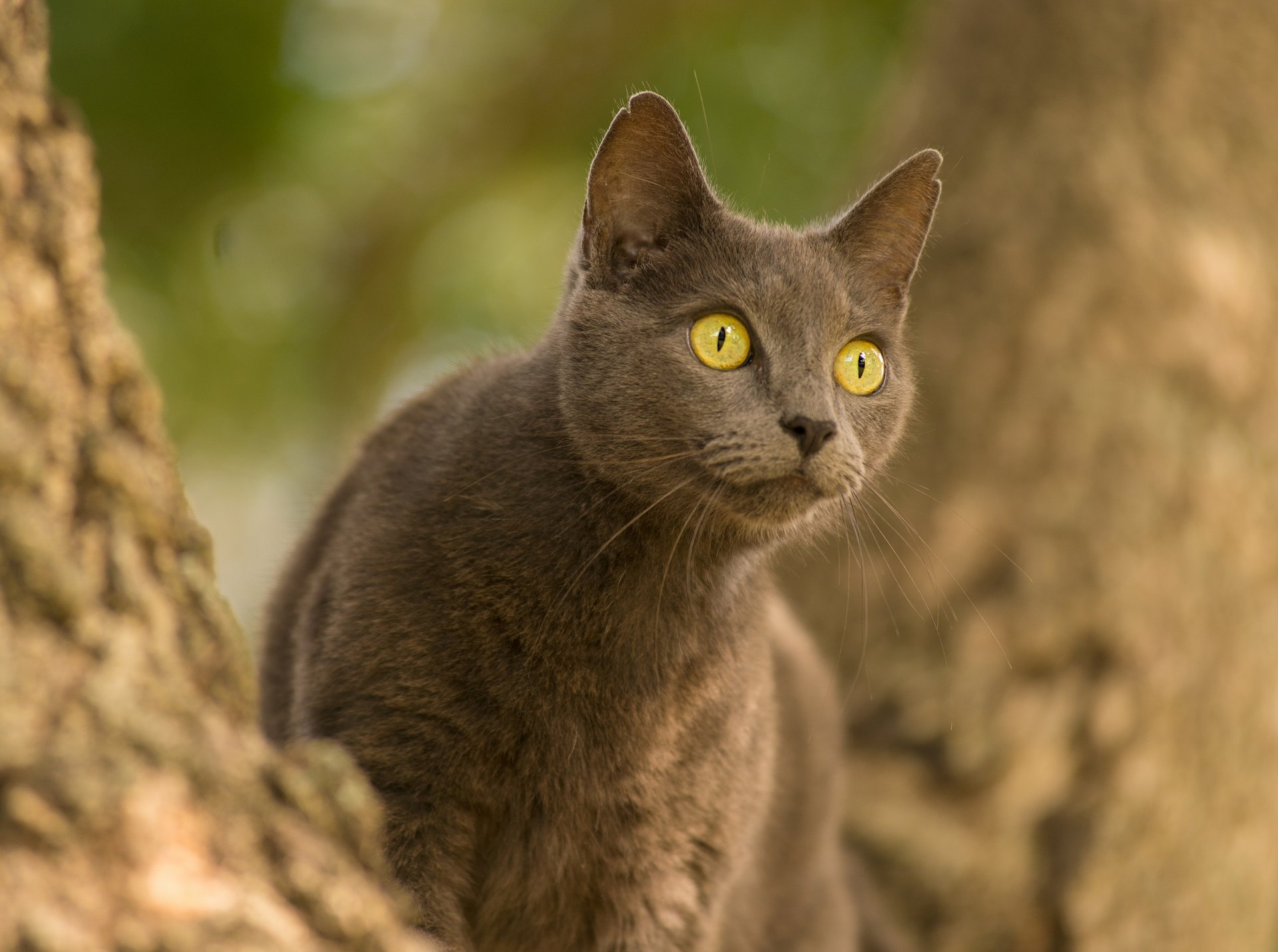 кот кошка глазища взгляд