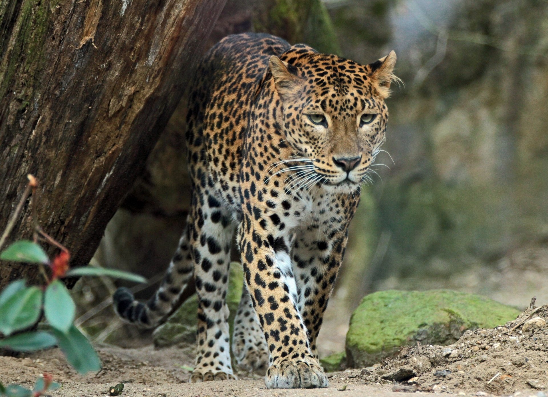 léopard prédateur chat sauvage