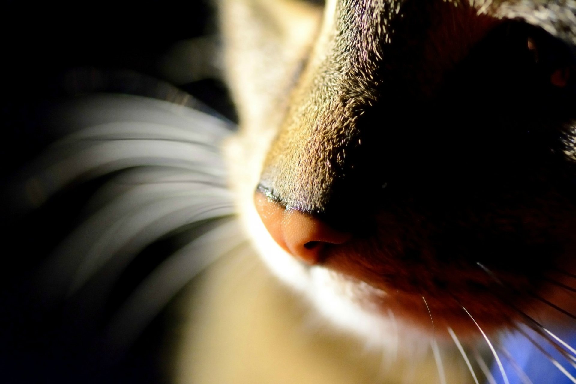 cat bow close up antennae black background