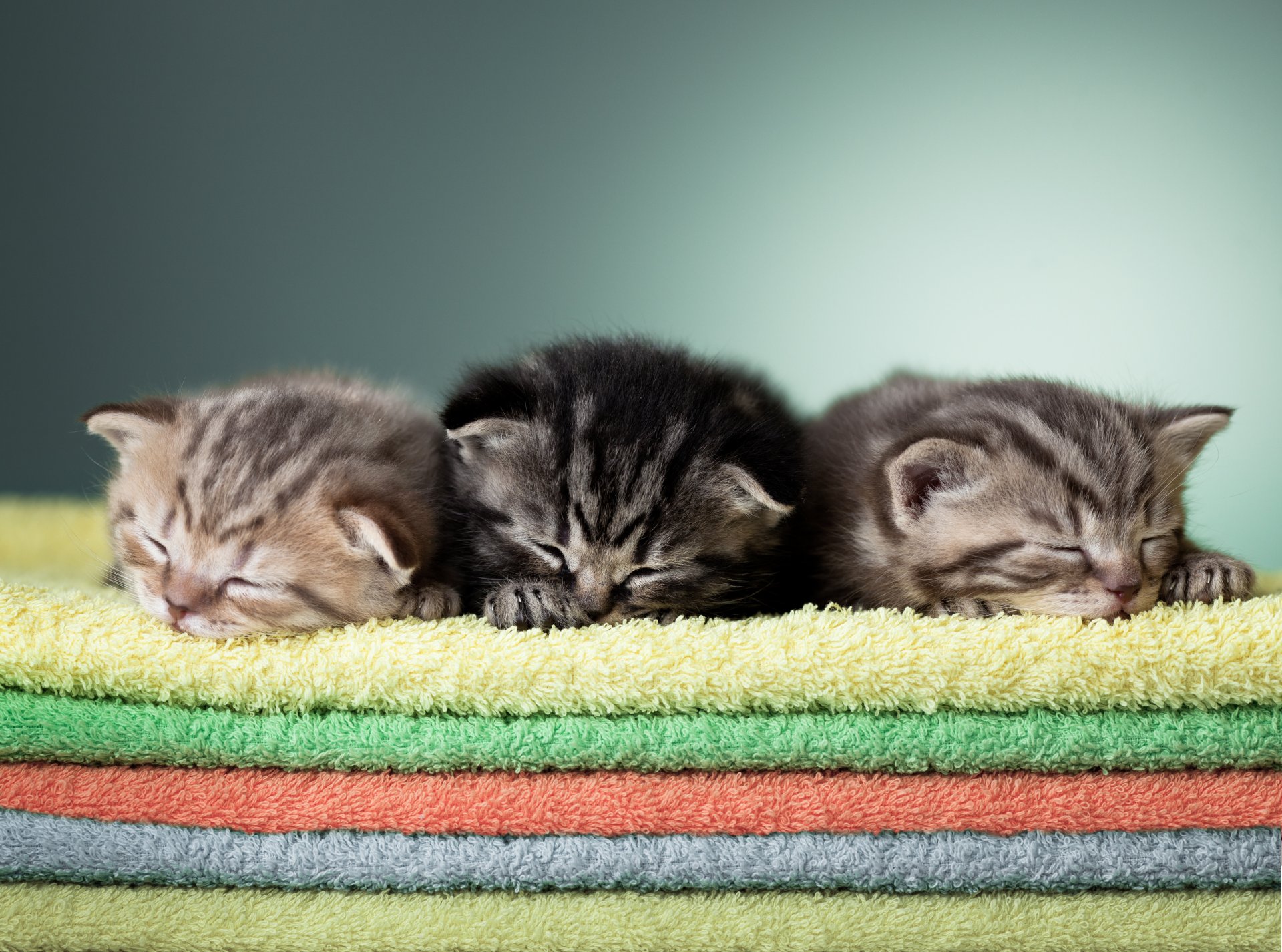 chatons tout-petits dormir sommeil trio serviette serviettes