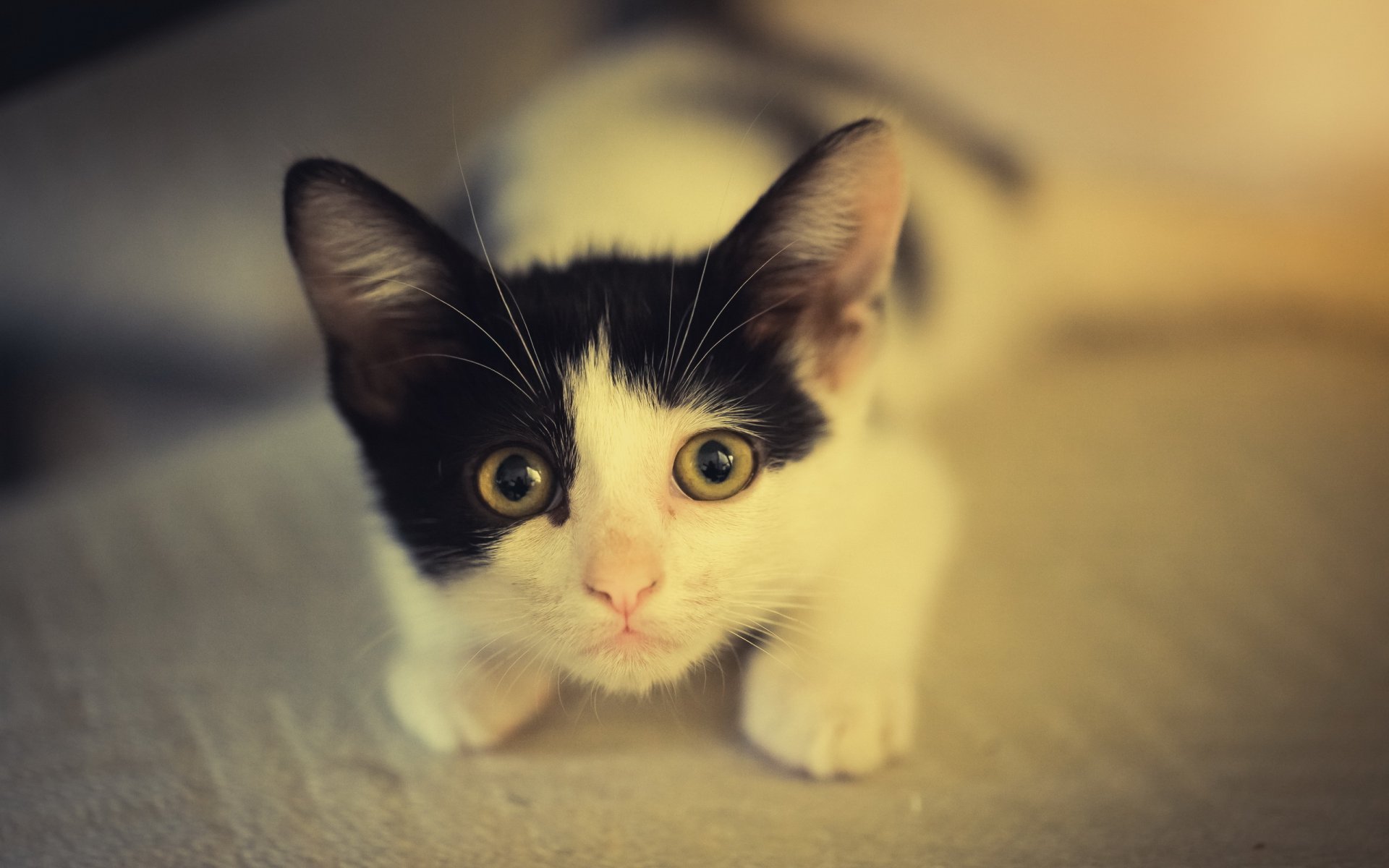 chat chaton noir et blanc vue