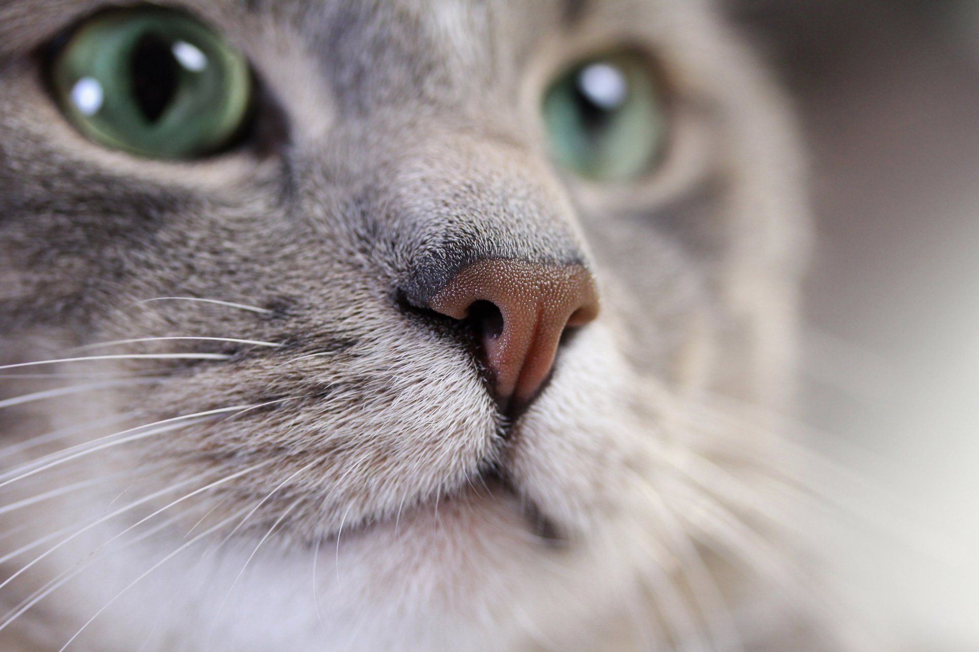 gato gato bigote hocico esmeralda mirada color plata gris desenfoque bokeh fondo de pantalla