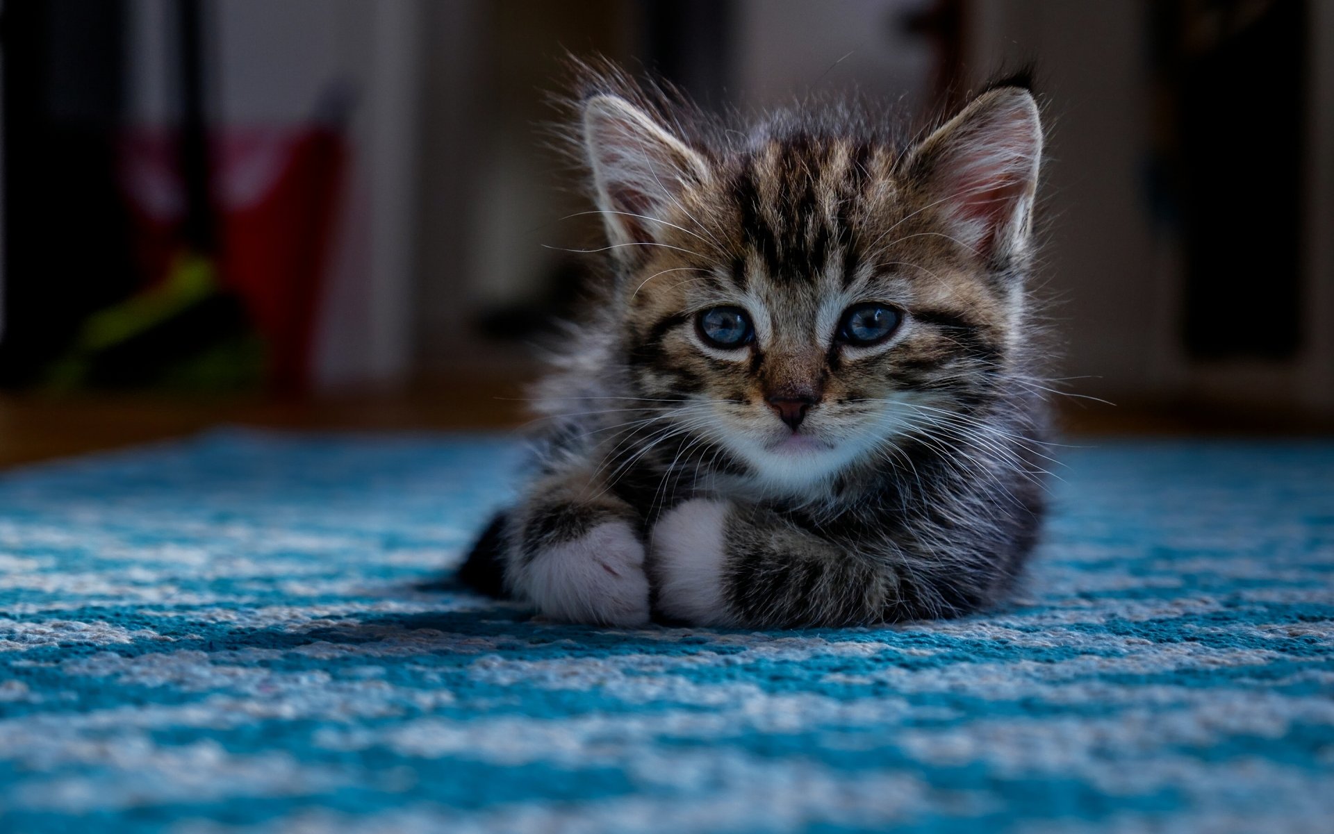 bébé regard