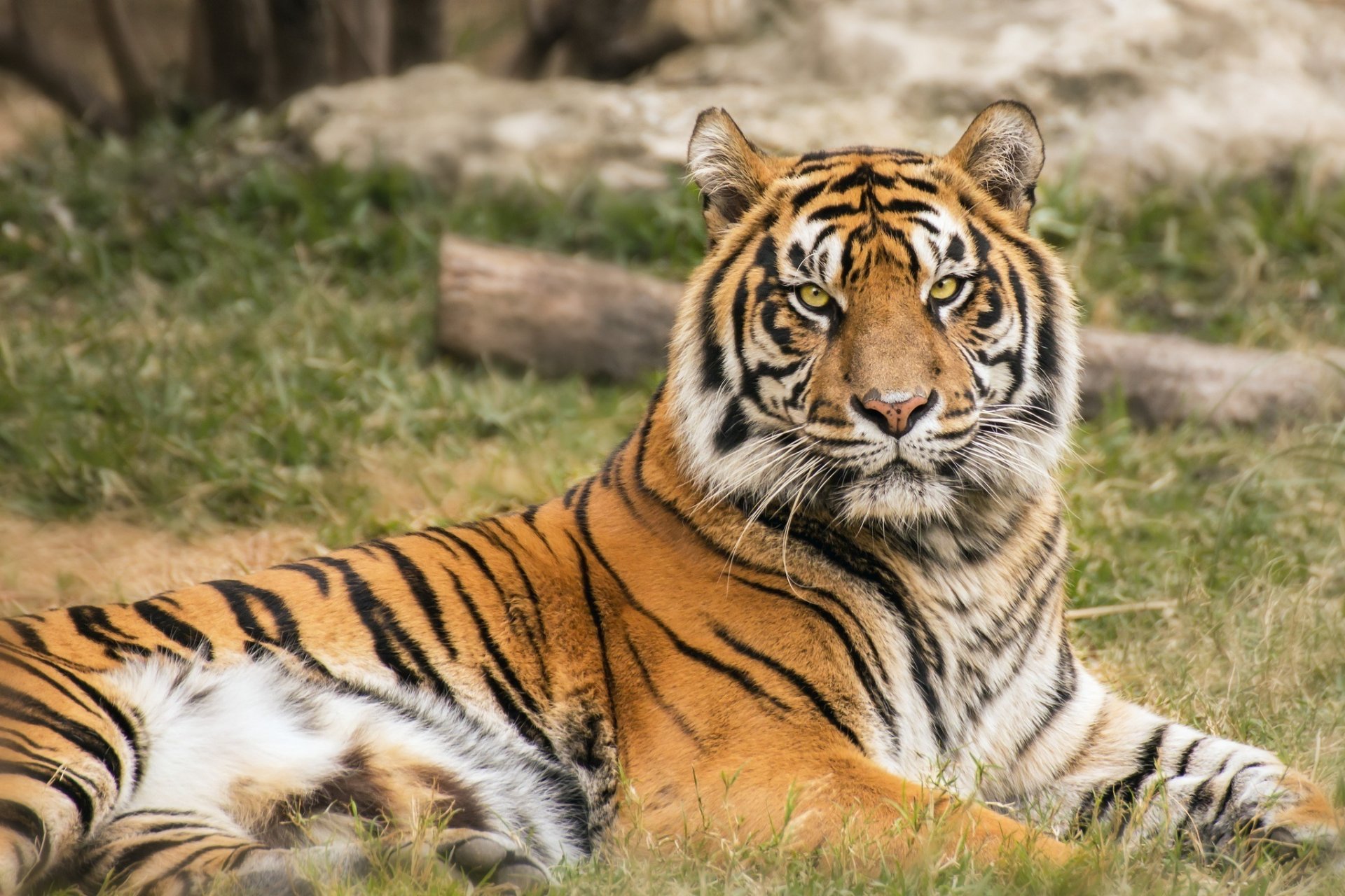 tigre gato salvaje depredador hocico mentira descanso