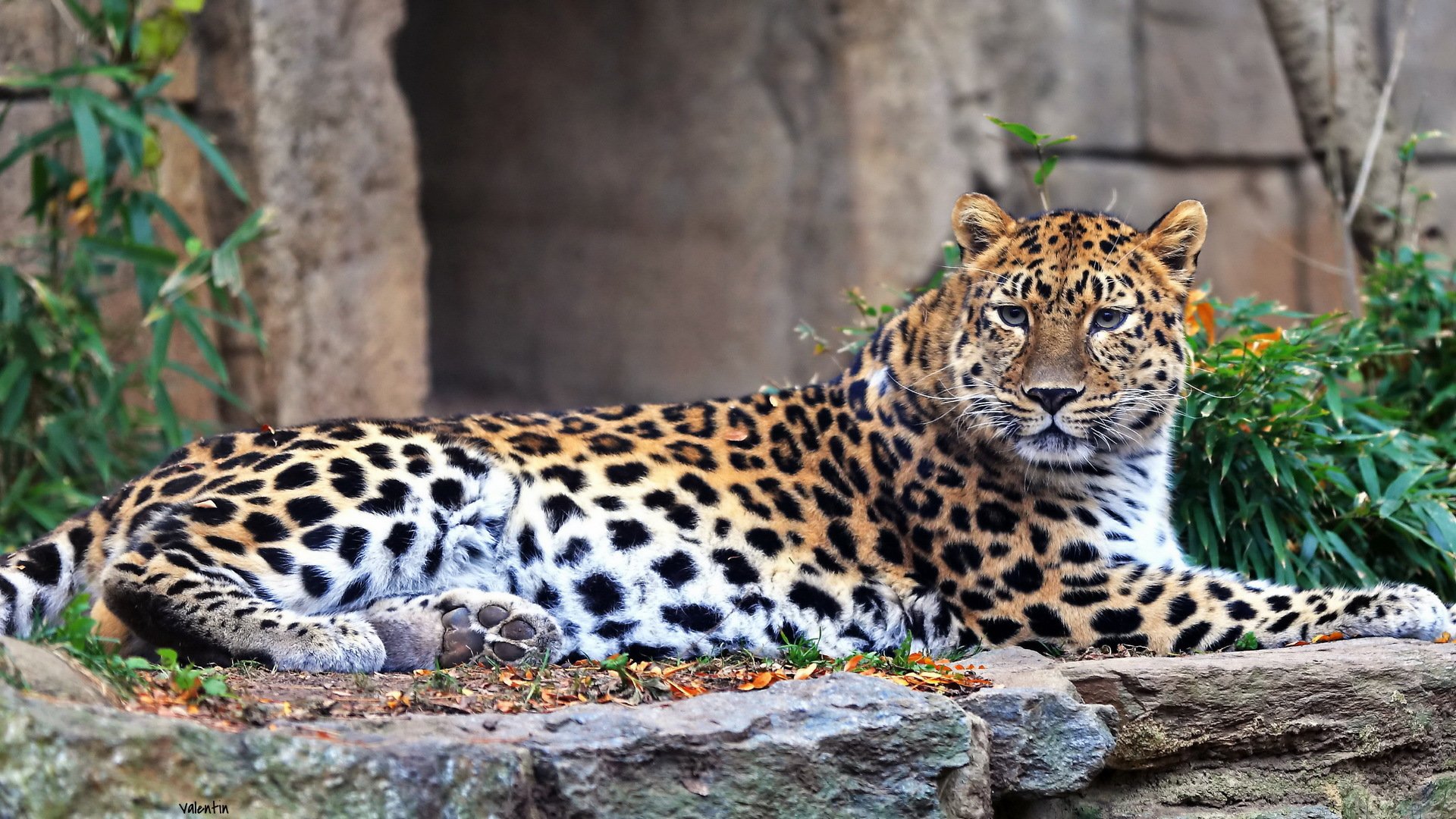 leopardo lejano oriente recreación depredador