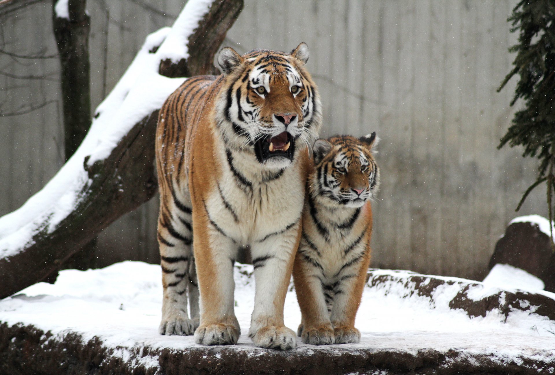 tiger amur katze tigerin paar familie schnee