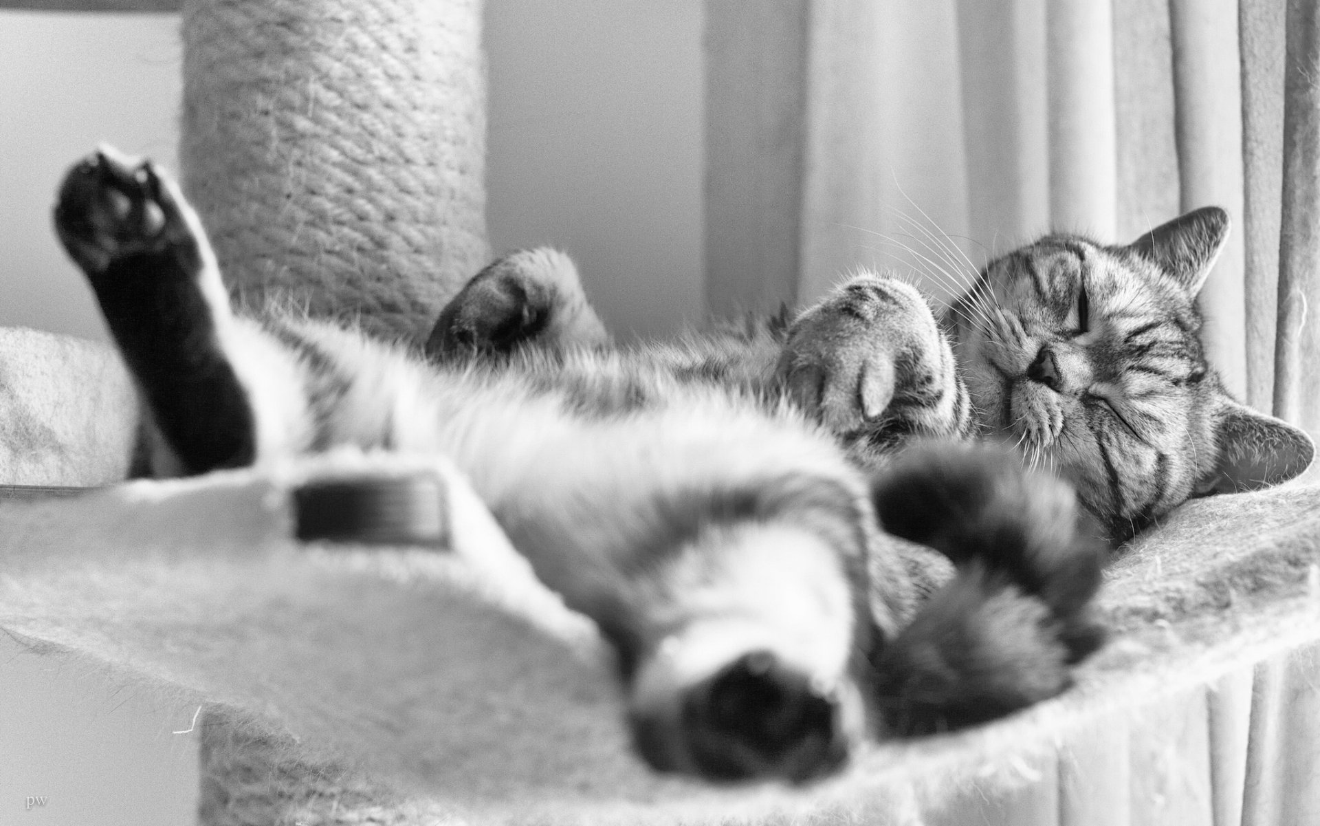 british shorthair british cat sleep sleeping