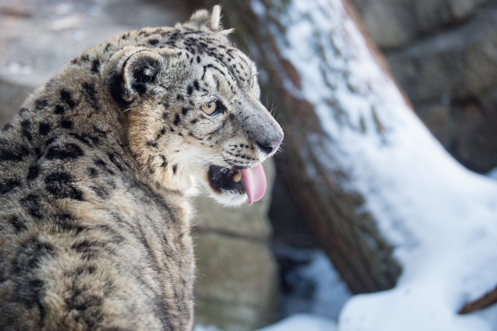 leopardo delle nevi irbis gatto selvatico predatore muso lingua inverno neve