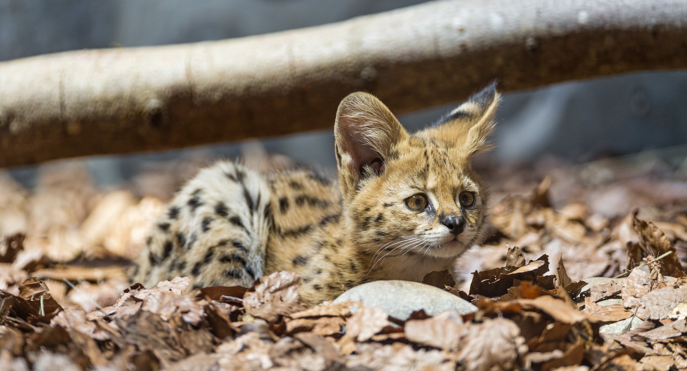 serval kot dziecko liście wygląd ©tambako jaguar