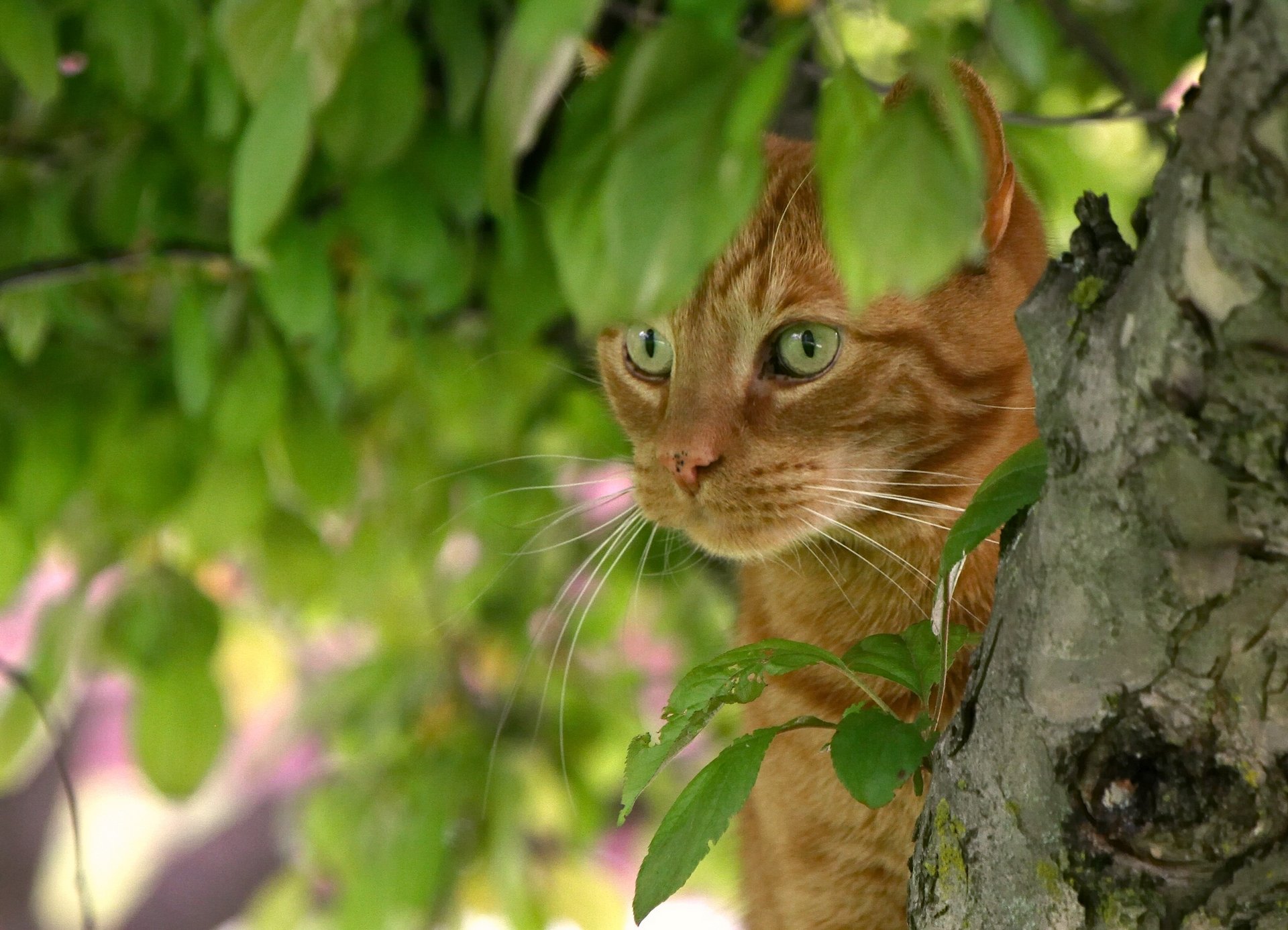 gato rojo hocico árbol hojas