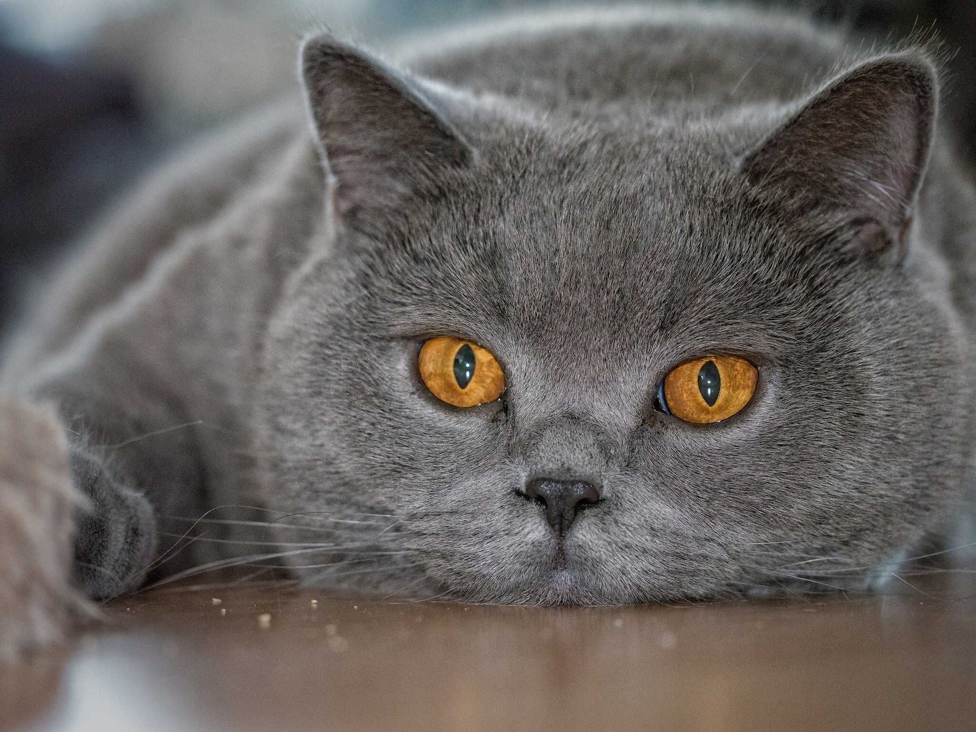 british shorthair british cat face eyes view