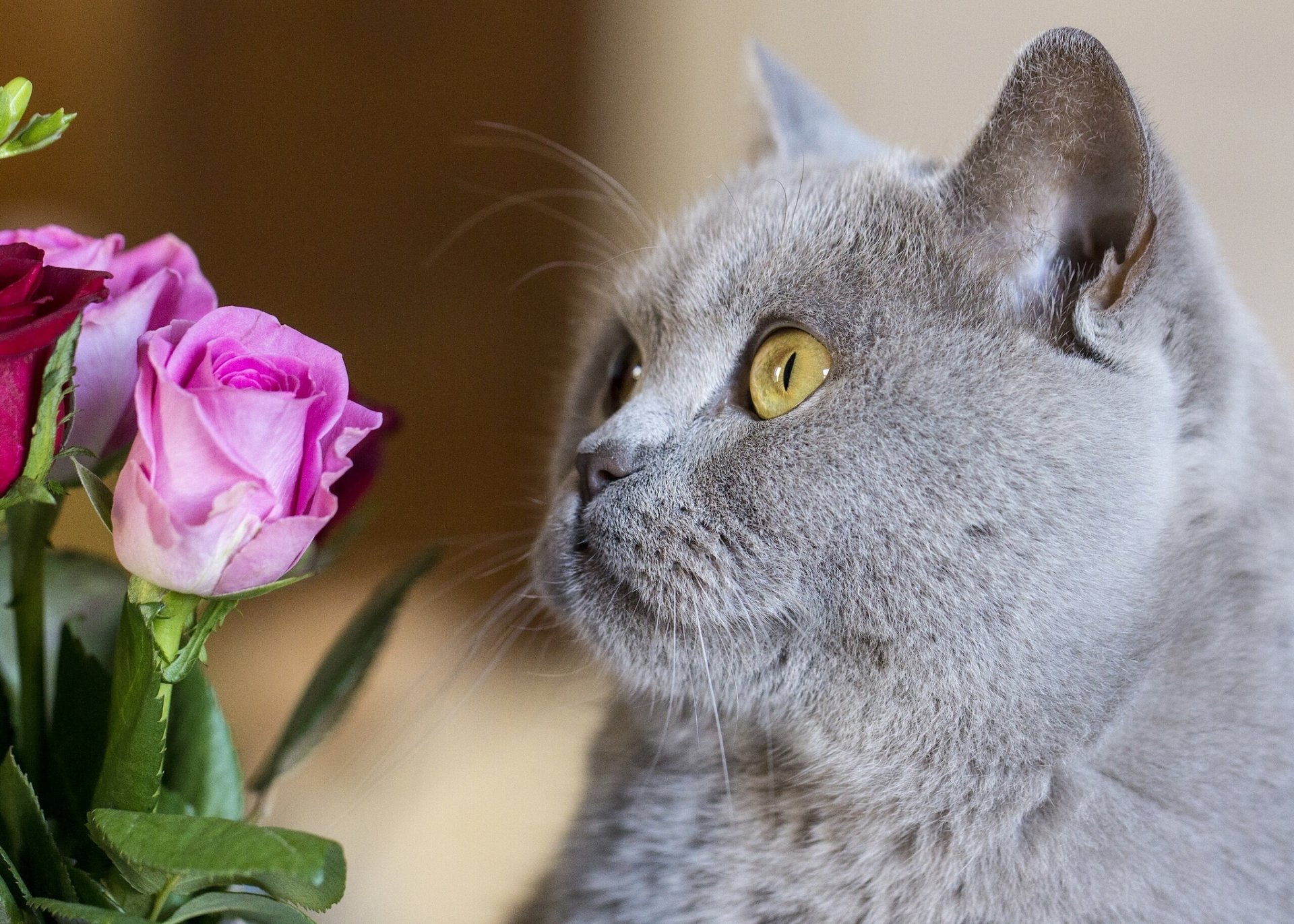 pelo corto británico británico gato gato hocico flores rosas