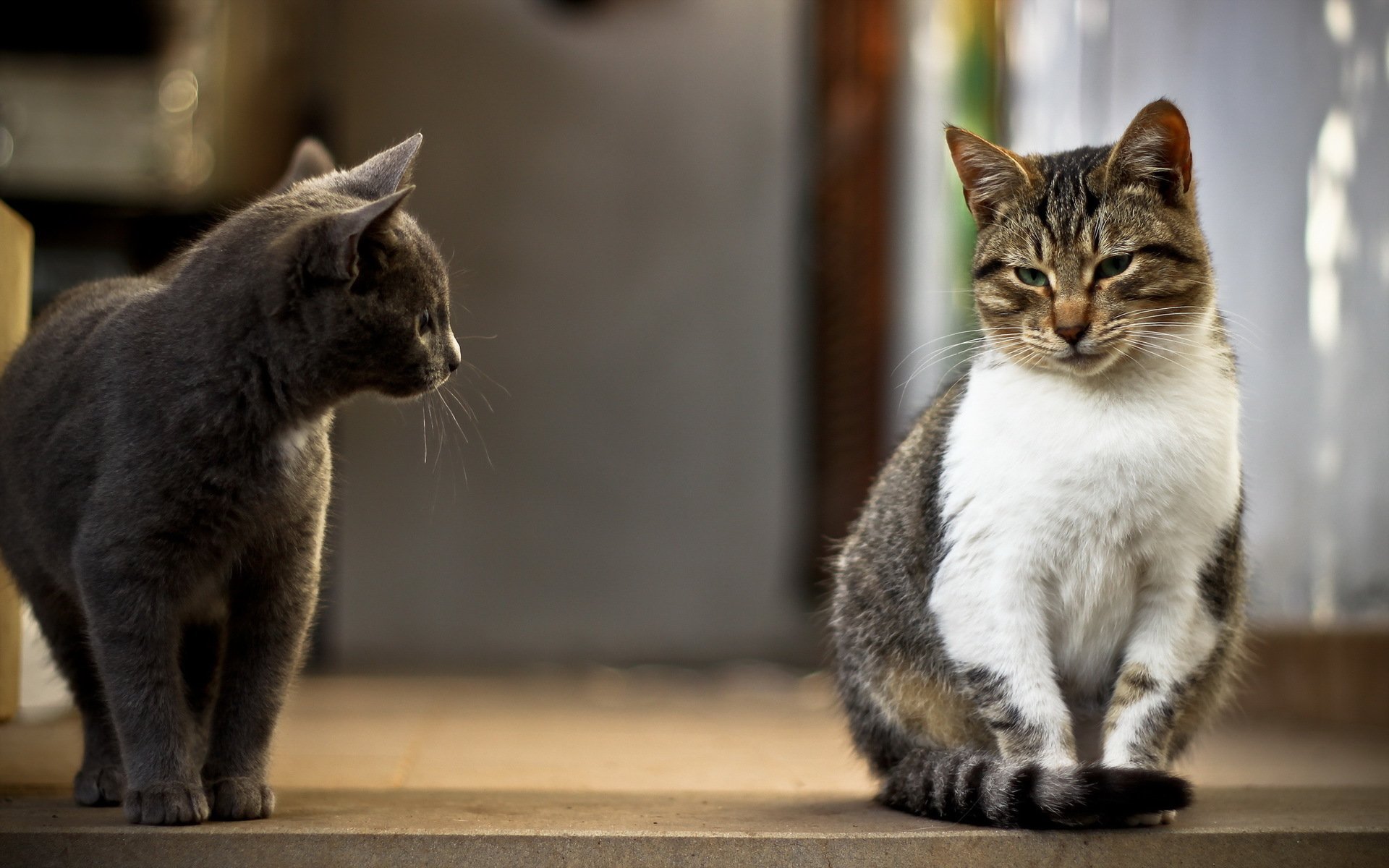 katzen haus hintergrund