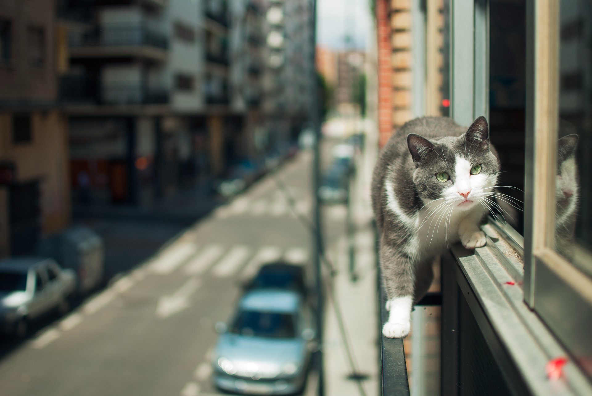 town street cat view