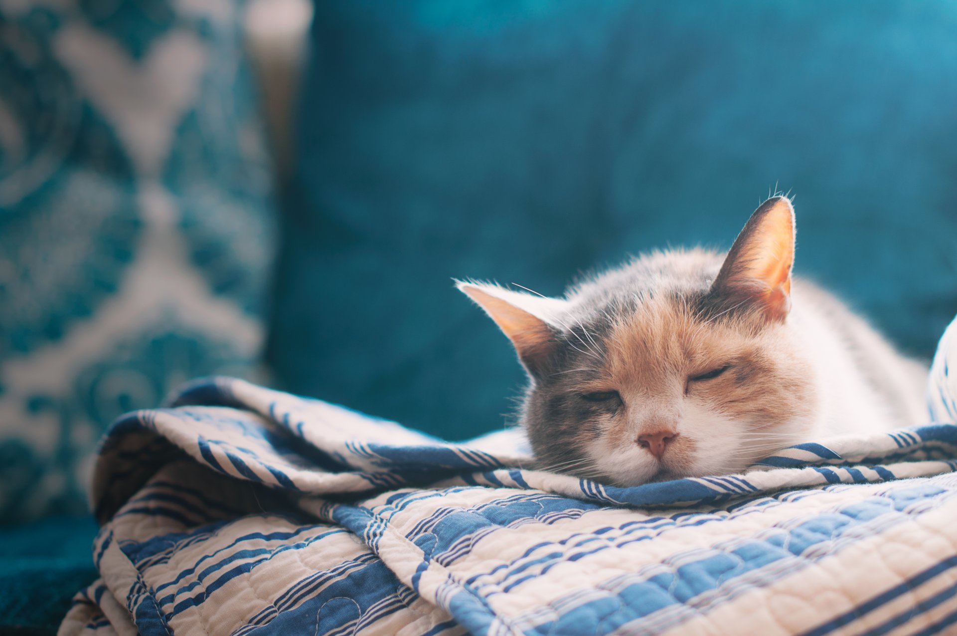 gato dormir cama sábana bajera jack daniel gato sábana bajera