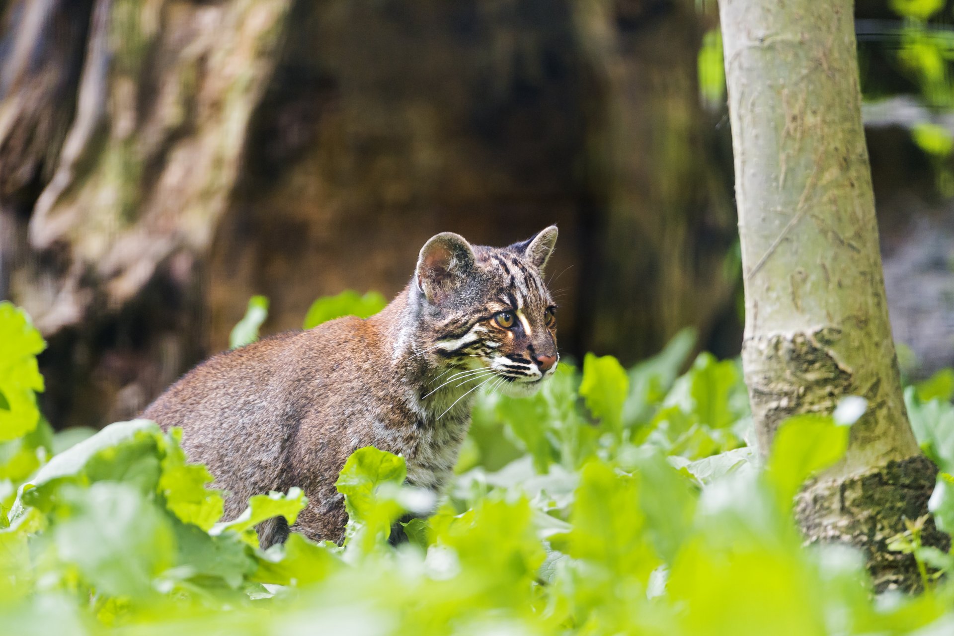 temminka goldene katze katze ©tambako der jaguar