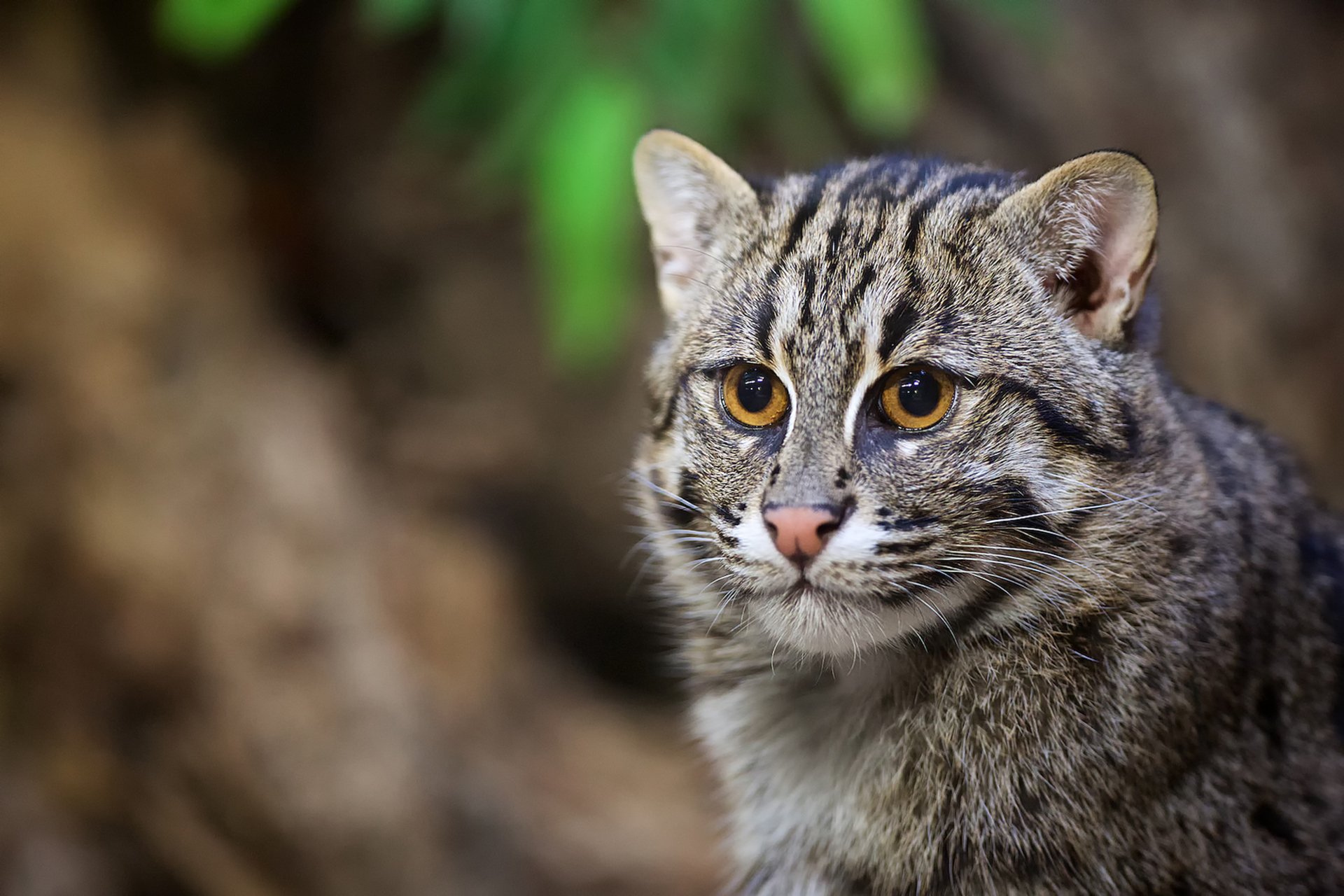 gato pescador gato salvaje gato depredador hocico retrato