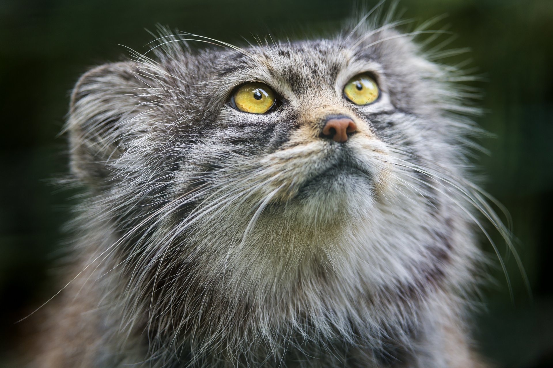 manul gatto muso sguardo ©tambako the jaguar