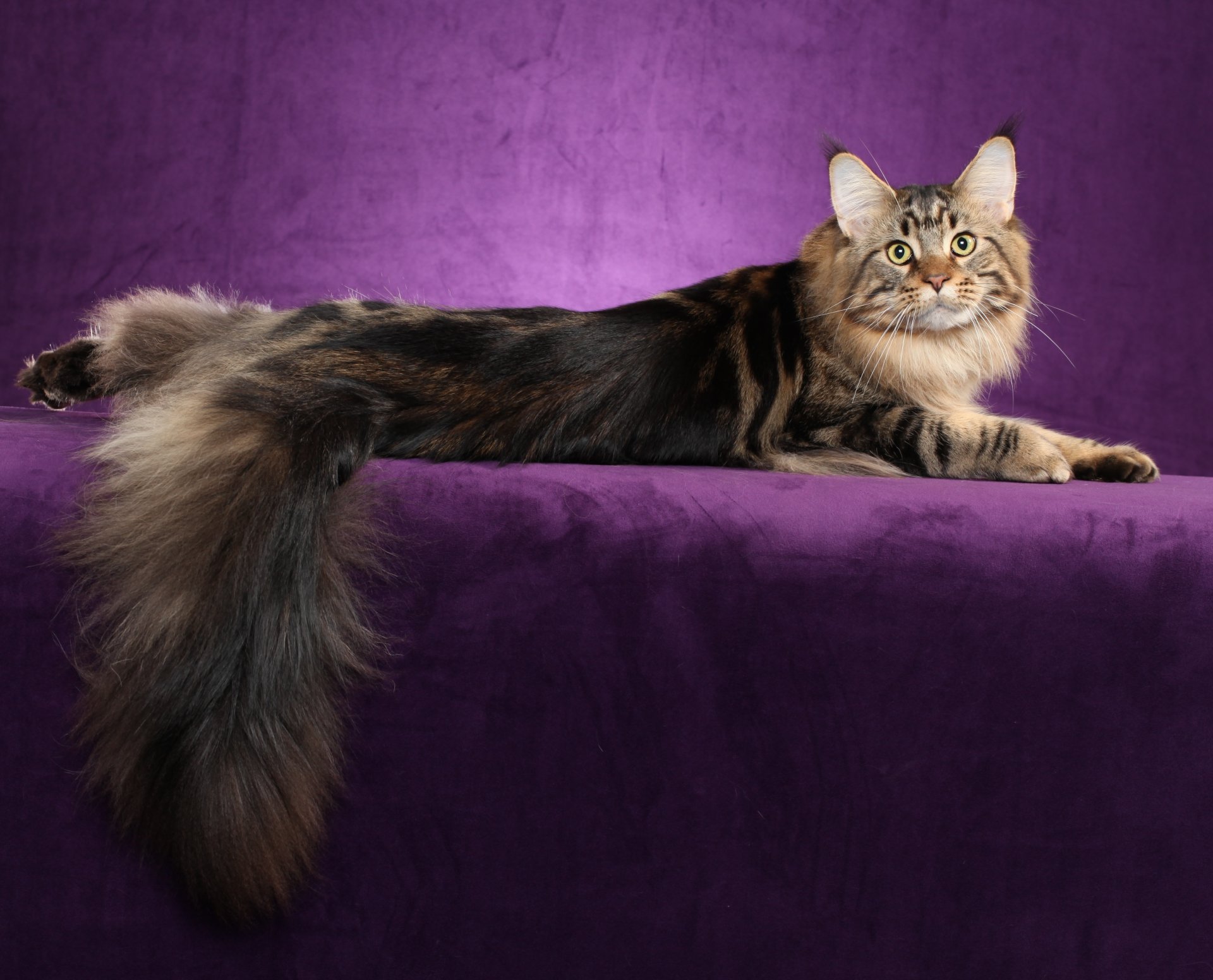 maine coon gatto gatto si trova sfondo carta da parati widescreen a schermo intero widescreen widescreen