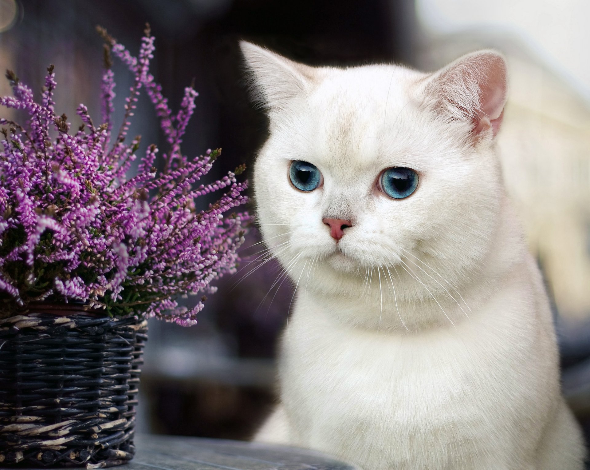 katze augen blumen