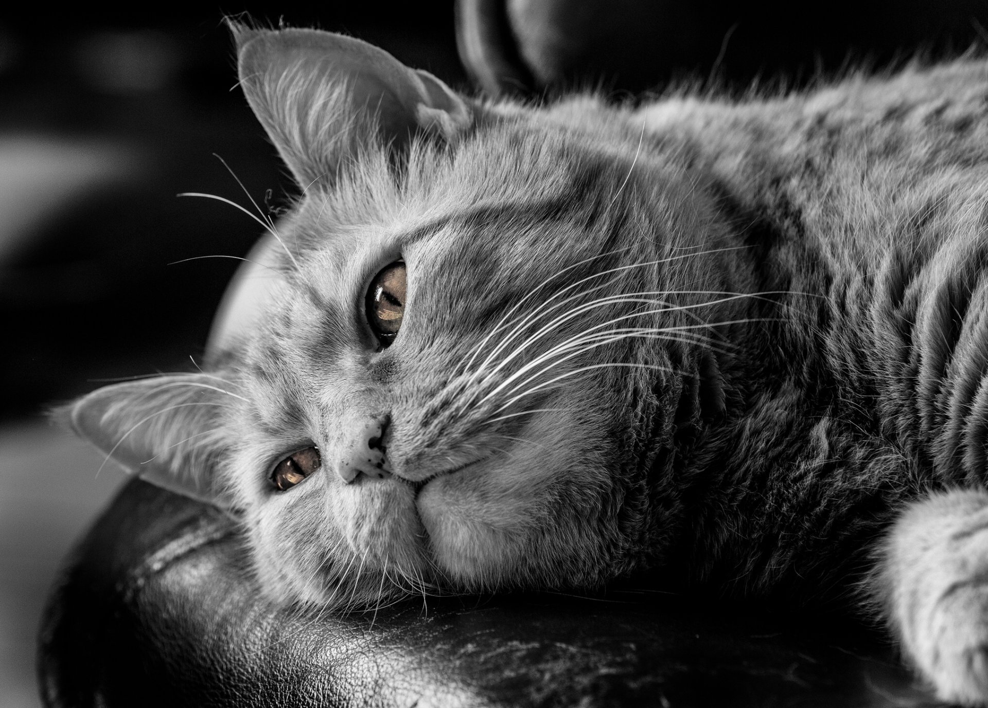 cat thoughtful