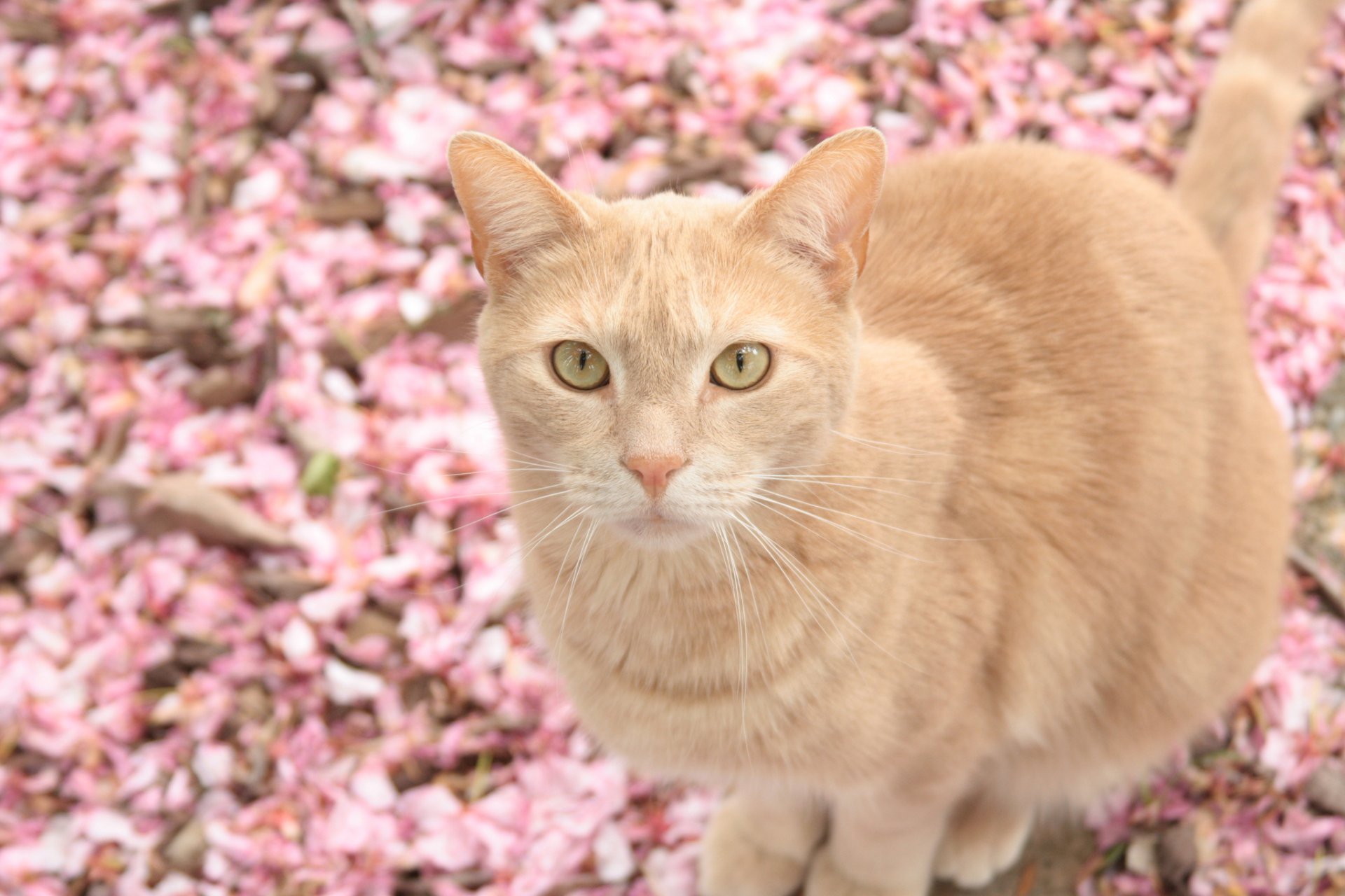 blütenblätter gefallene hintergrund katze beige schaut