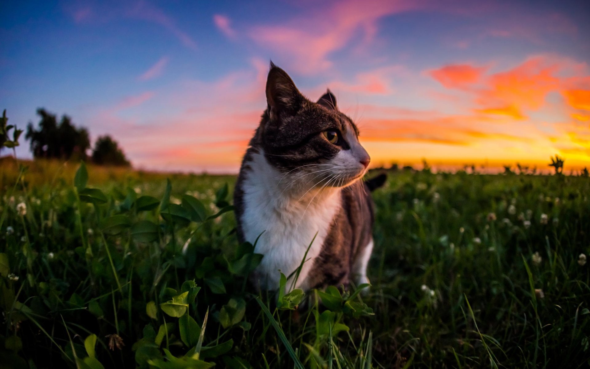 katze wolle gras himmel wolken natur