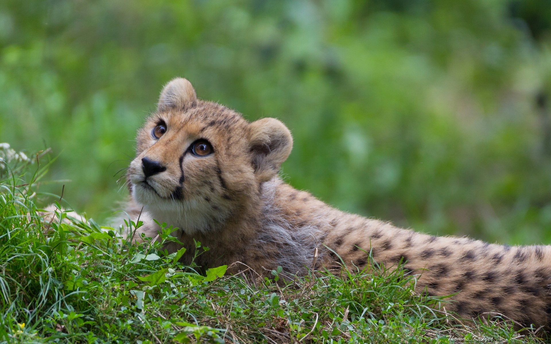 guépard chat sauvage prédateur vue herbe