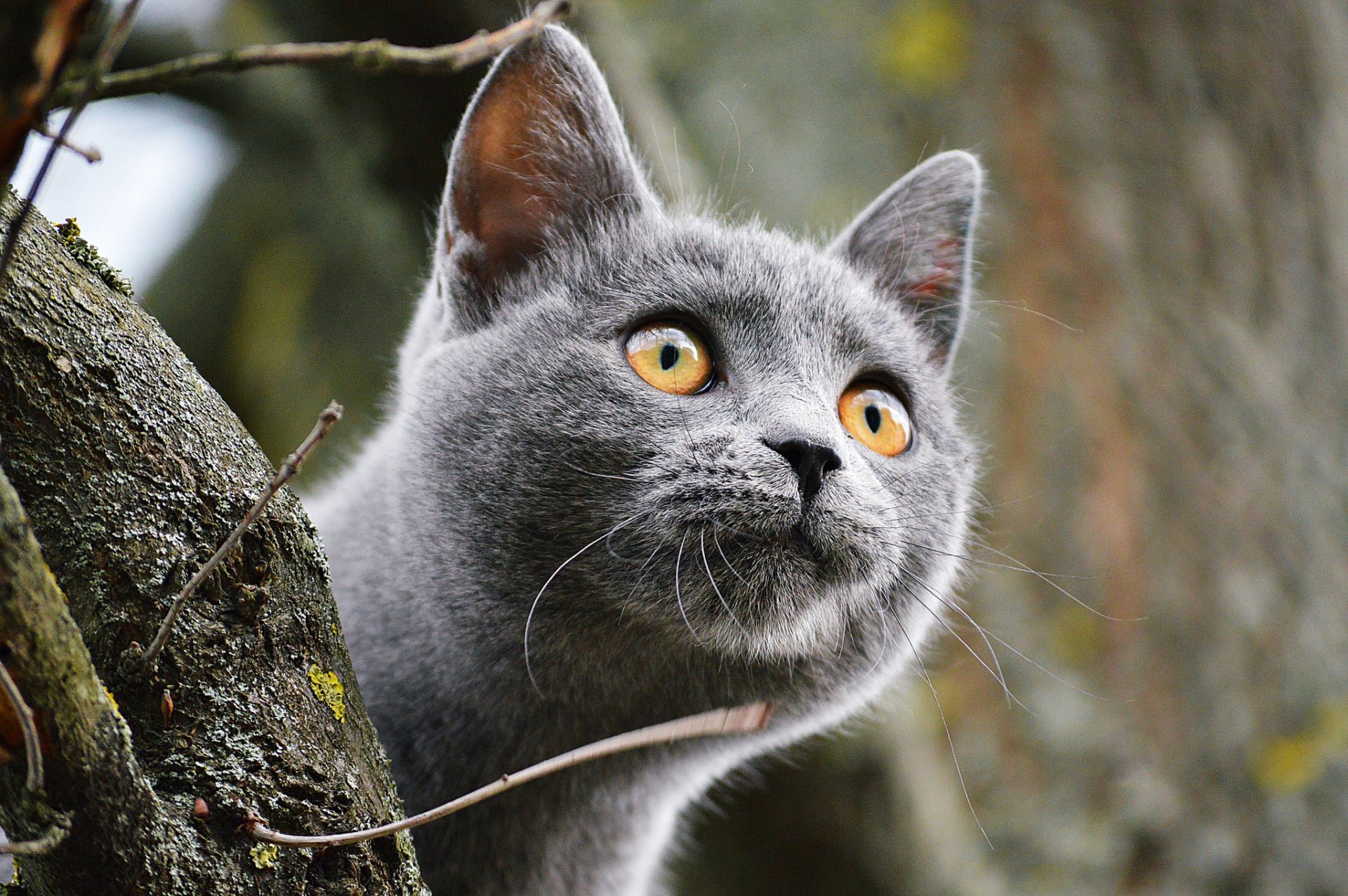 chat yeux museau regard