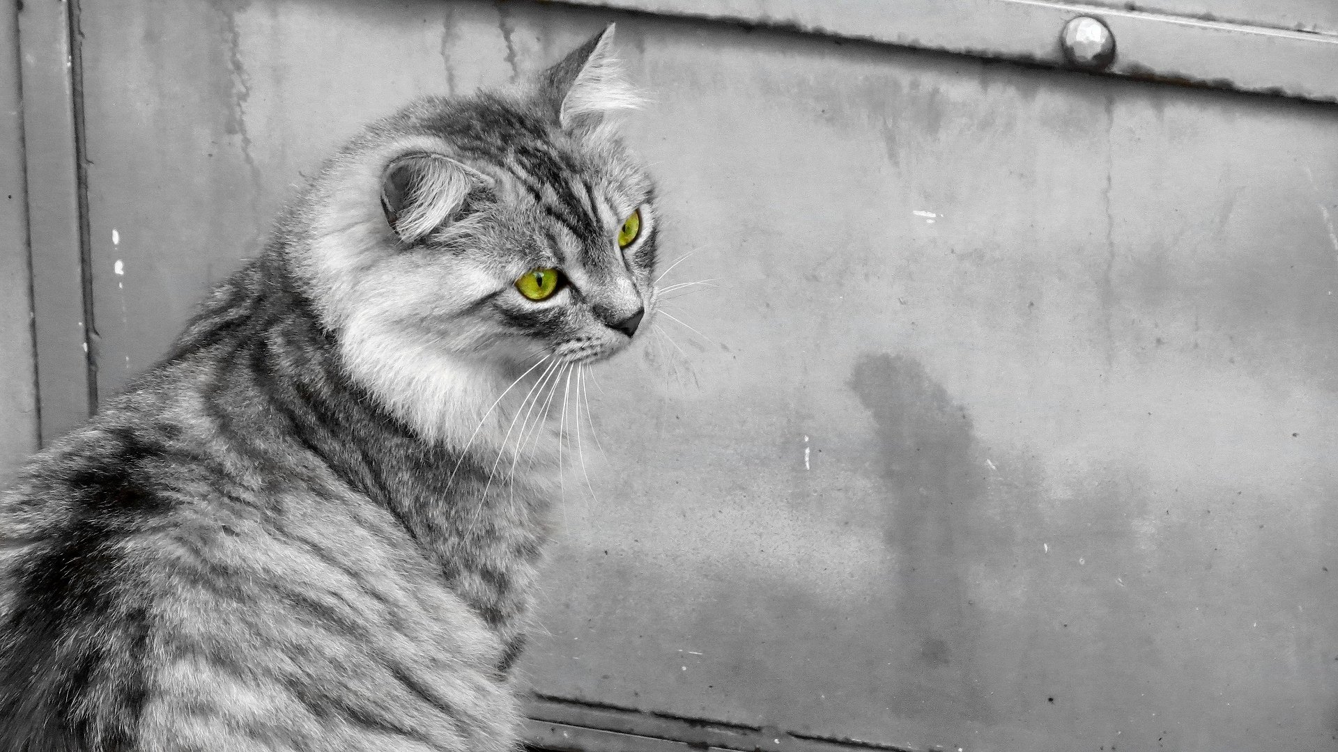 cat cat black and white green eye